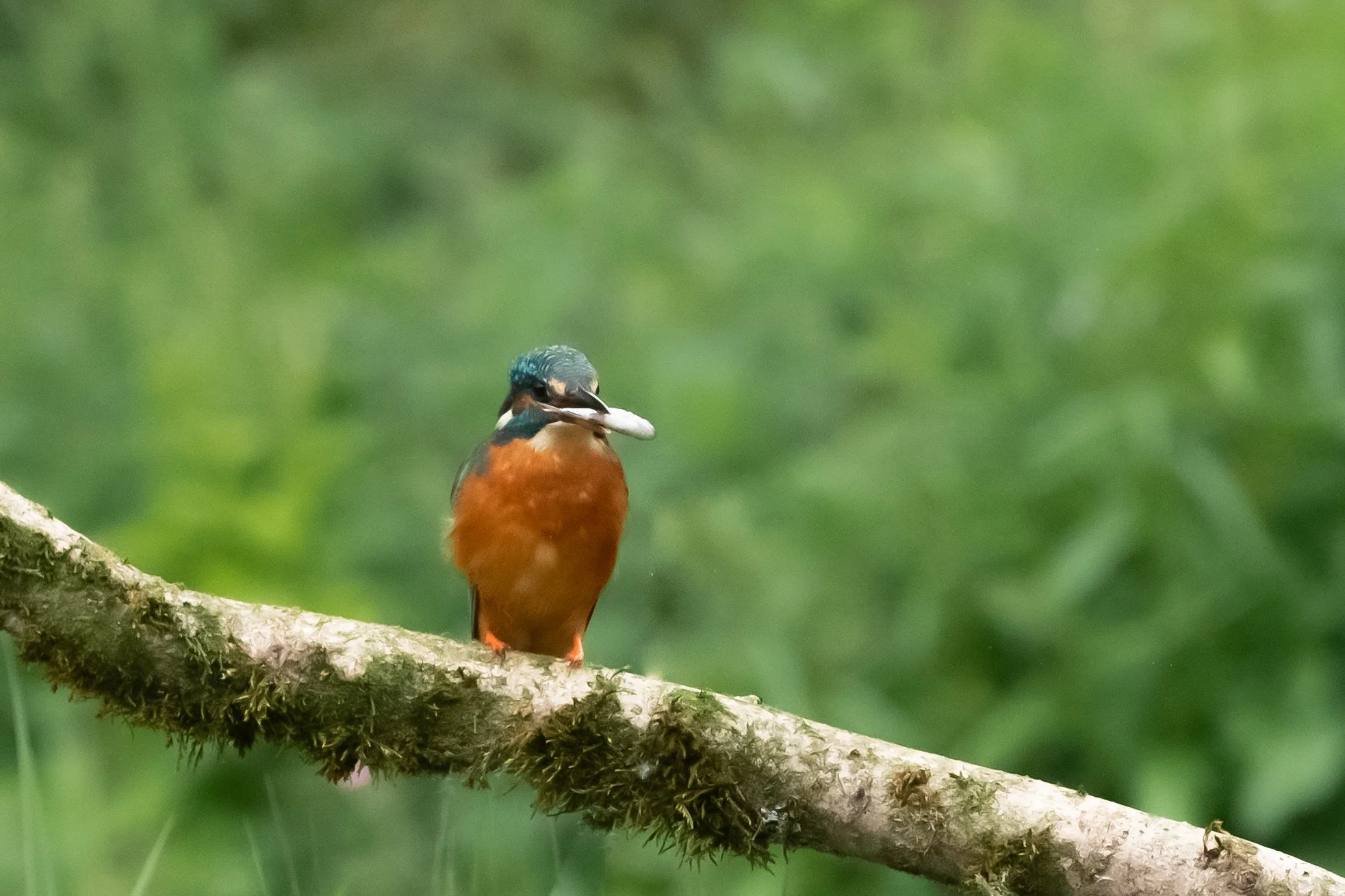 Kingfisher on Perch (5),  (Copyright 2024 © peterclaphamphotography)