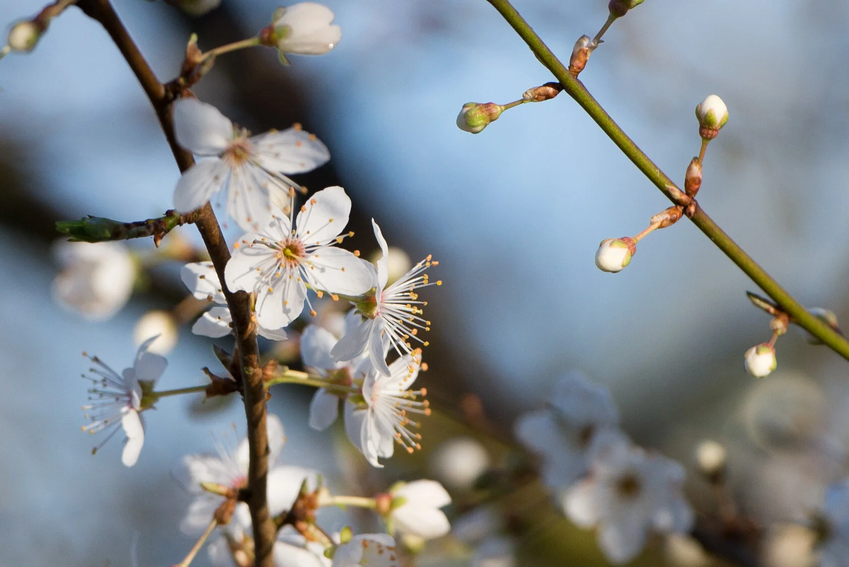  "Flowers In Bloom!" Berkshire, UK (Copyright 2024 © peterclaphamphotography)