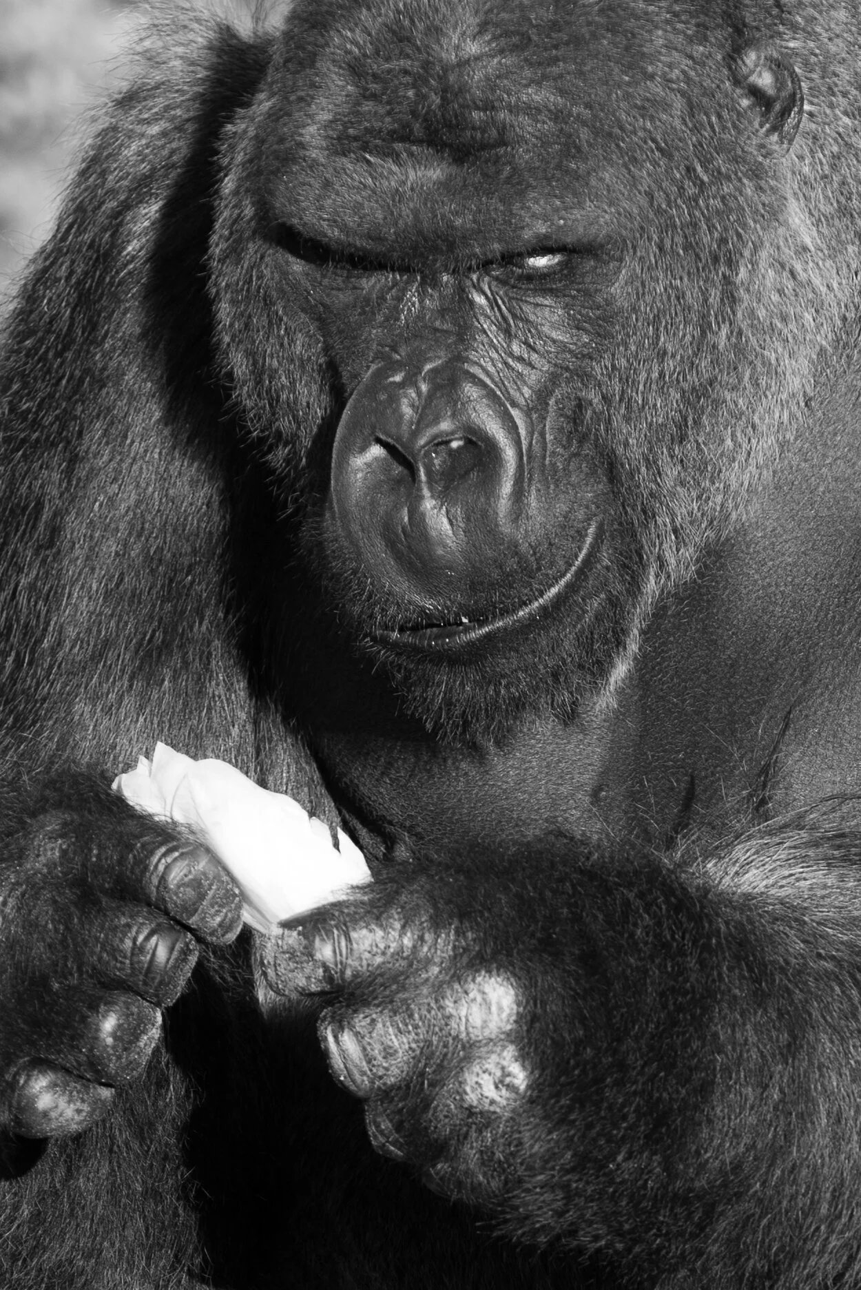  "Even Gorilla's Have Snack Time' (Copyright 2024 © peterclaphamphotography)
