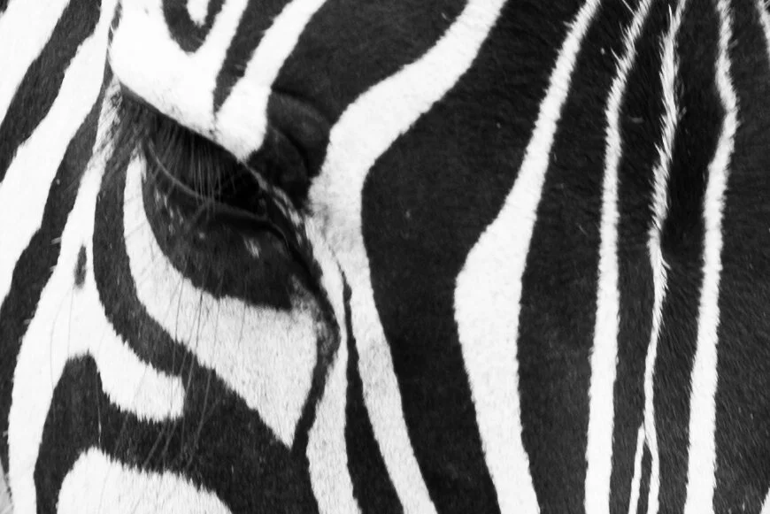  "Zebra; Crossing" (Copyright 2024 © peterclaphamphotography)