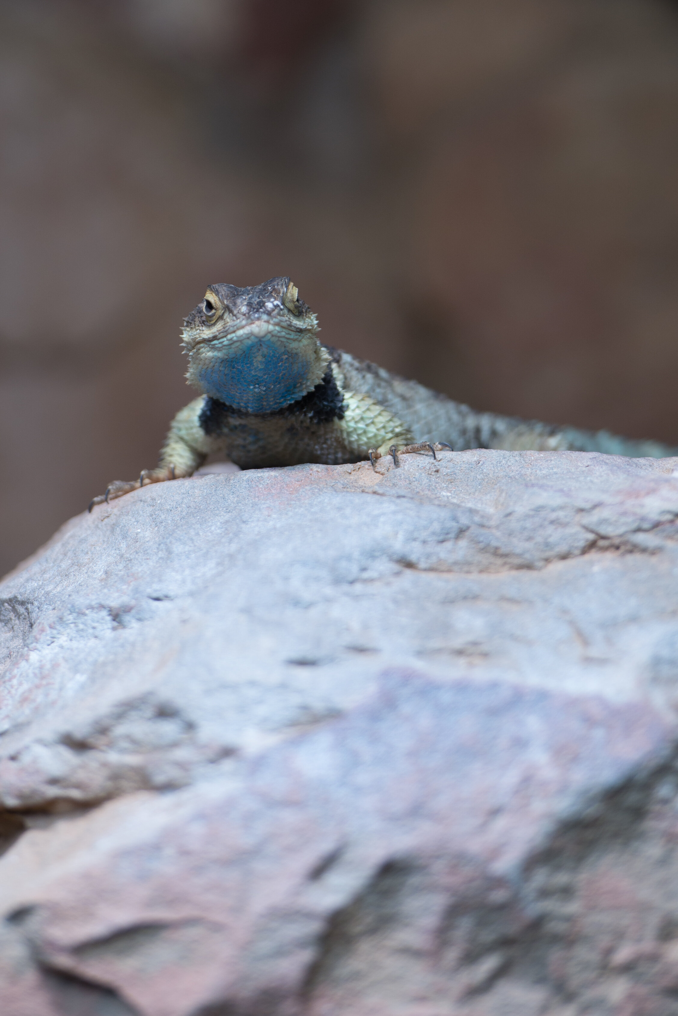 "Lizard On The Rocks" (Copyright 2024 © peterclaphamphotography)