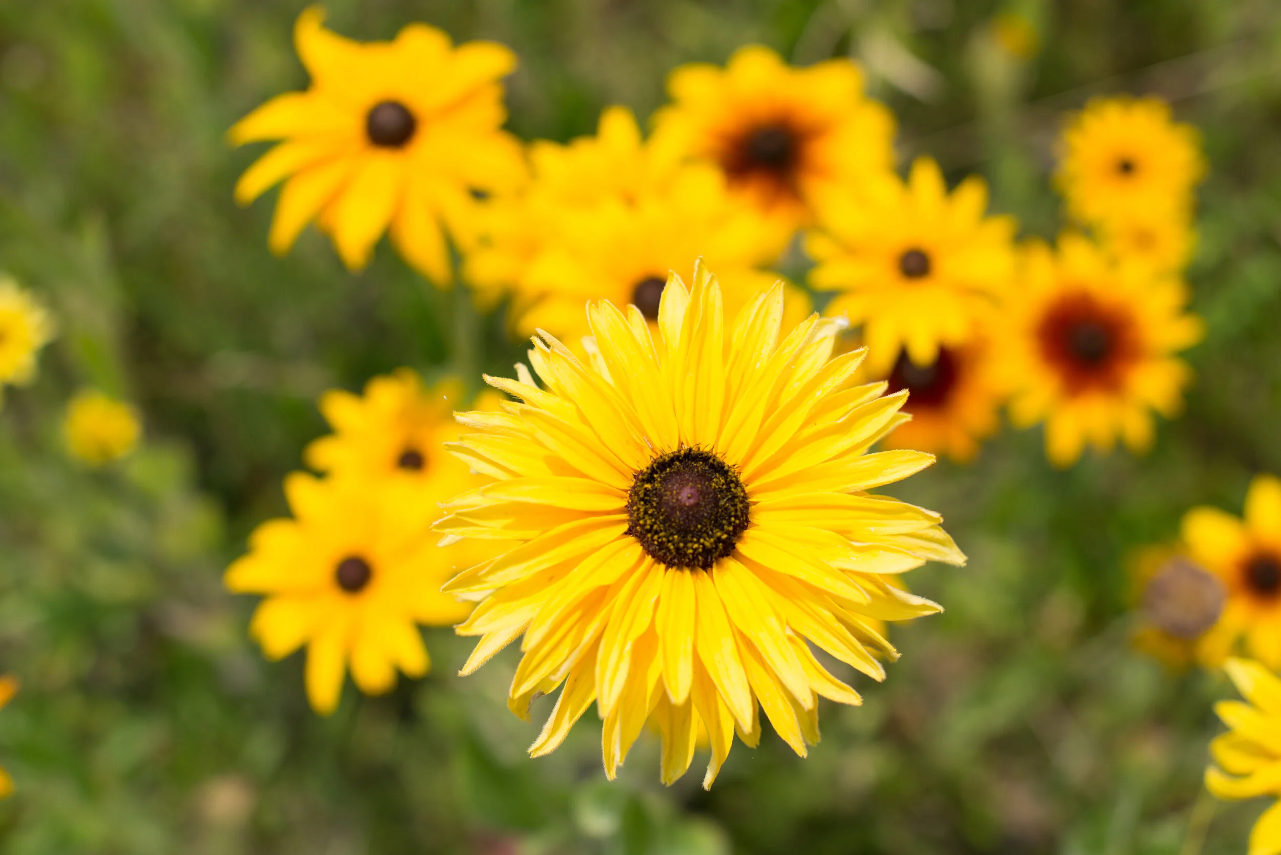 "Flowering in Summer," Thames, UK (Copyright 2024 © peterclaphamphotography)