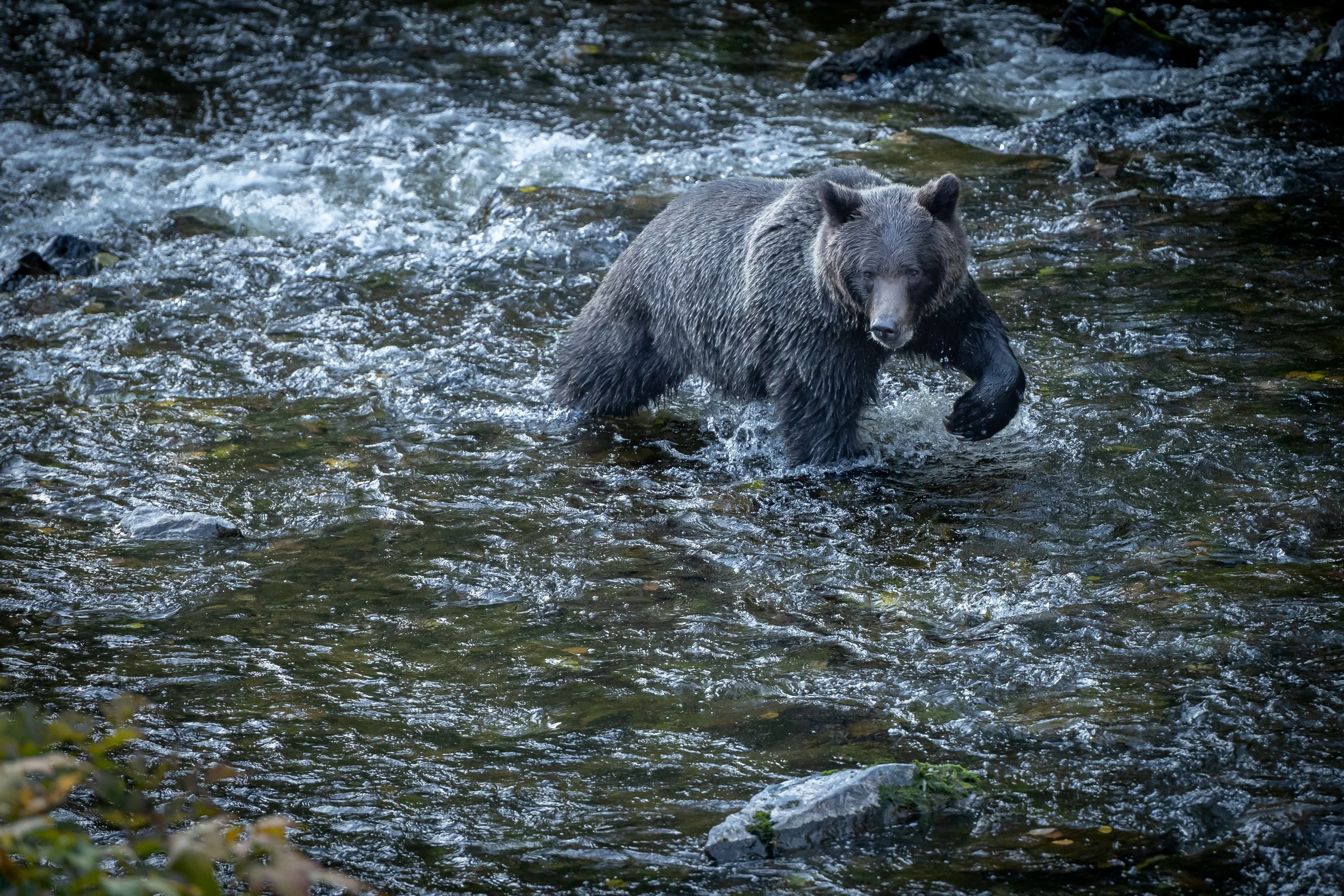 Grizzly Searching for Salmon (1), British Columbia, Canada. (Copyright 2024 © peterclaphamphotography)