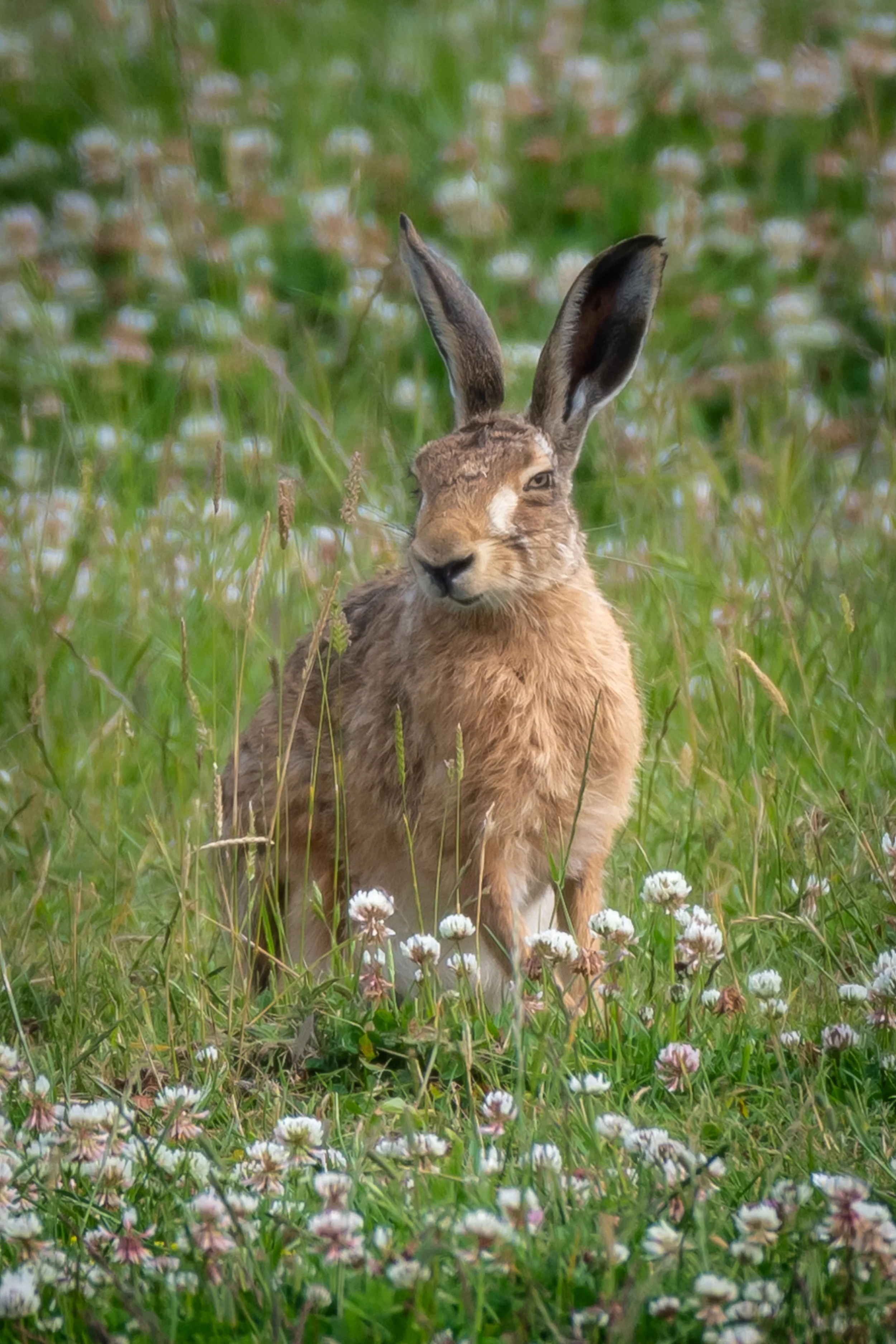 Hare today! 
(Copyright 2025 © peterclaphamphotography)