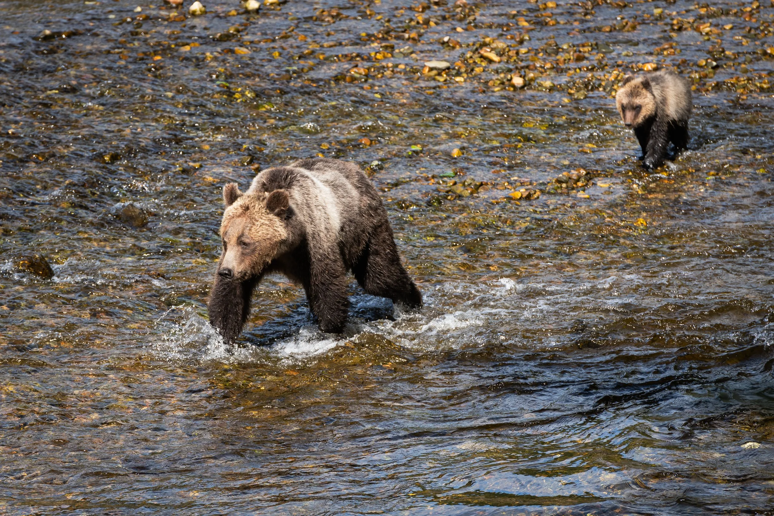 "Mom and cub on the move." (2) British Columbia, Canada. (Copyright 2024 © peterclaphamphotography)