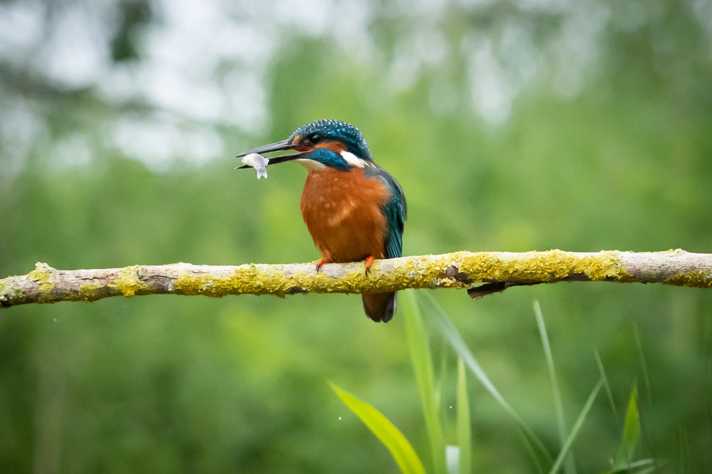 Kingfisher on Perch (6). (Copyright 2024 © peterclaphamphotography)