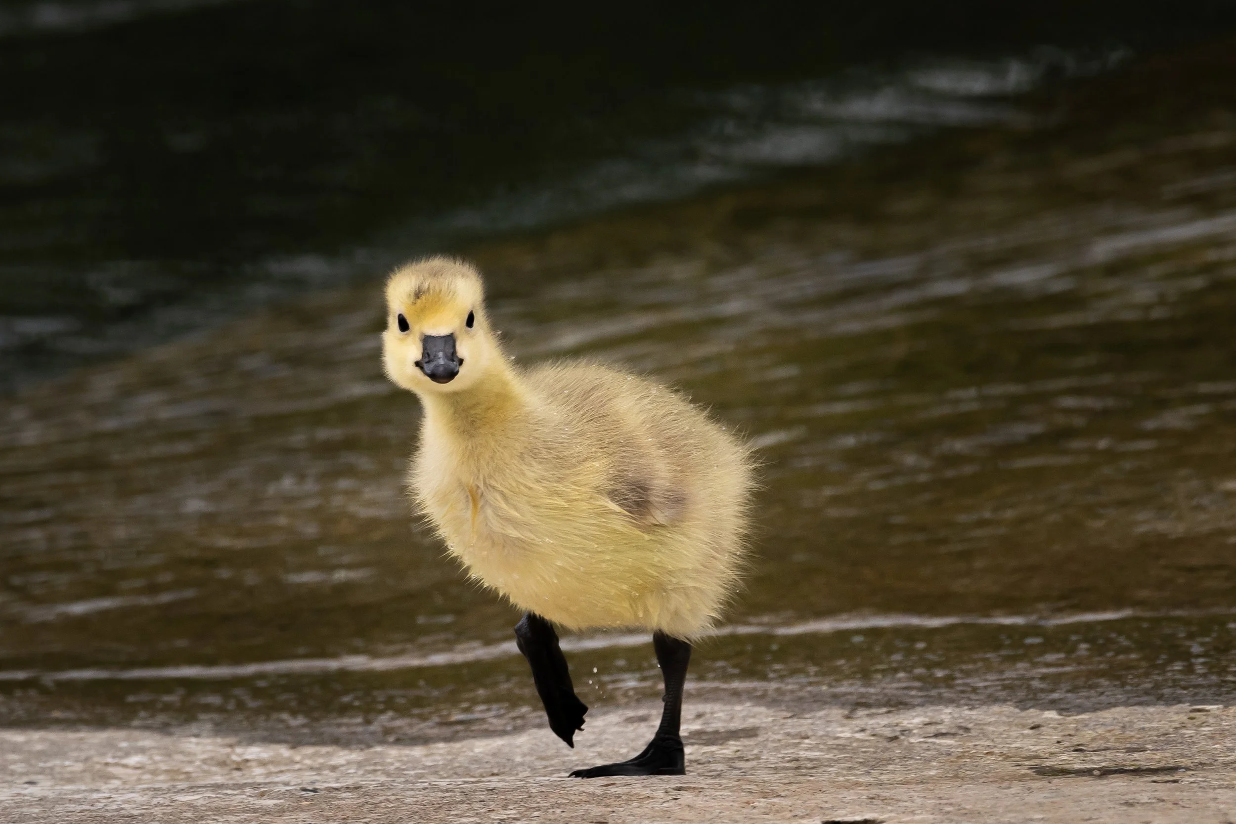 "Who you looking at?"
(Copyright 2025 © peterclaphamphotography)