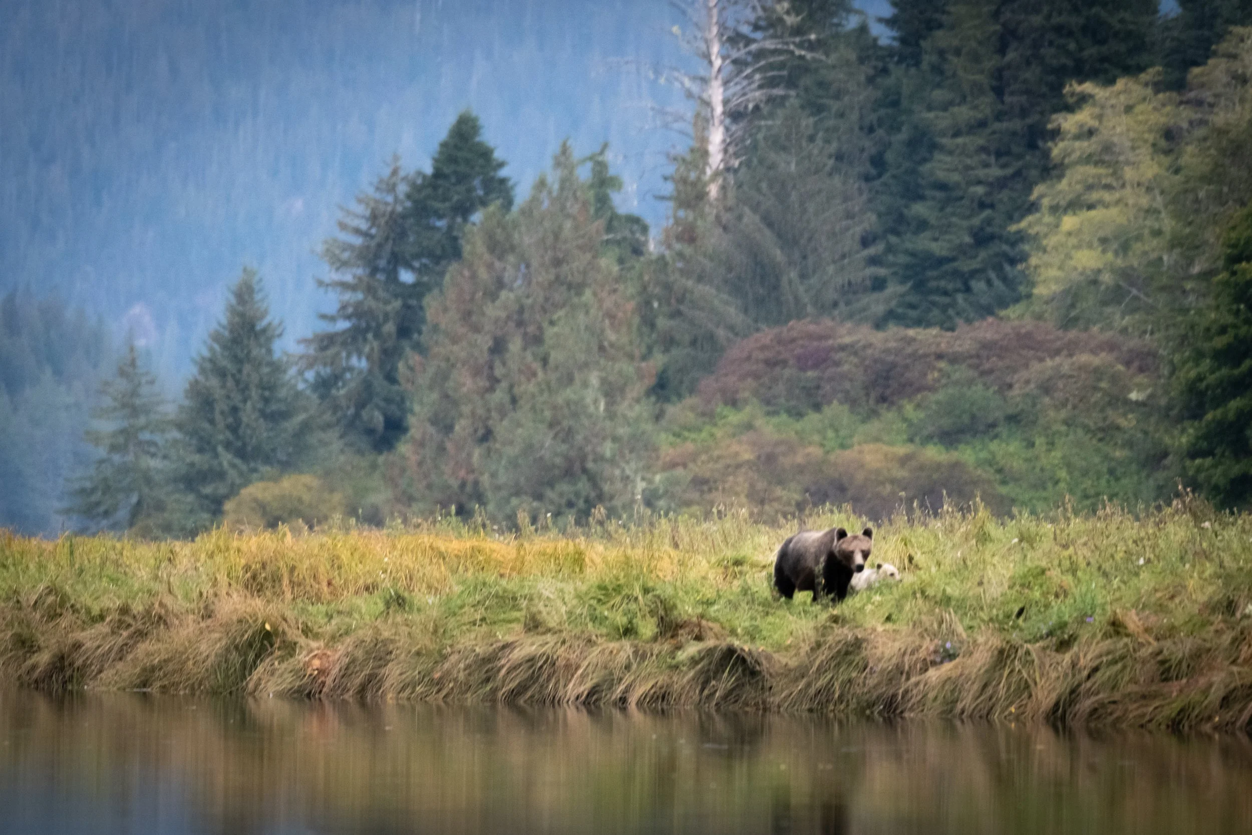 "Going for a stroll."  British Columbia, Canada. (Copyright 2025 © peterclaphamphotography)