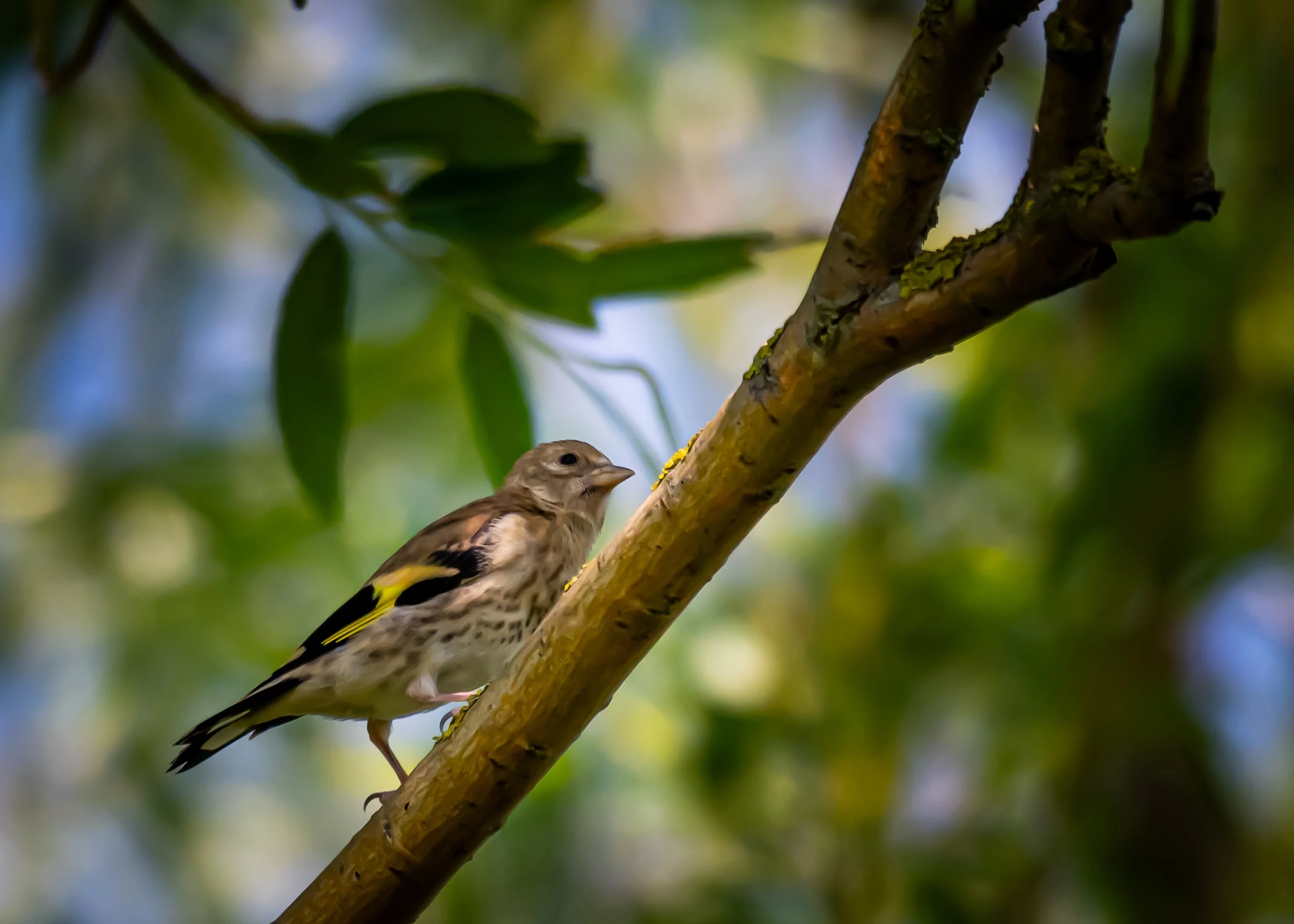 Goldfinch (juvenile) on the Isle of Sheppy
(Copyright 2025 © peterclaphamphotography)