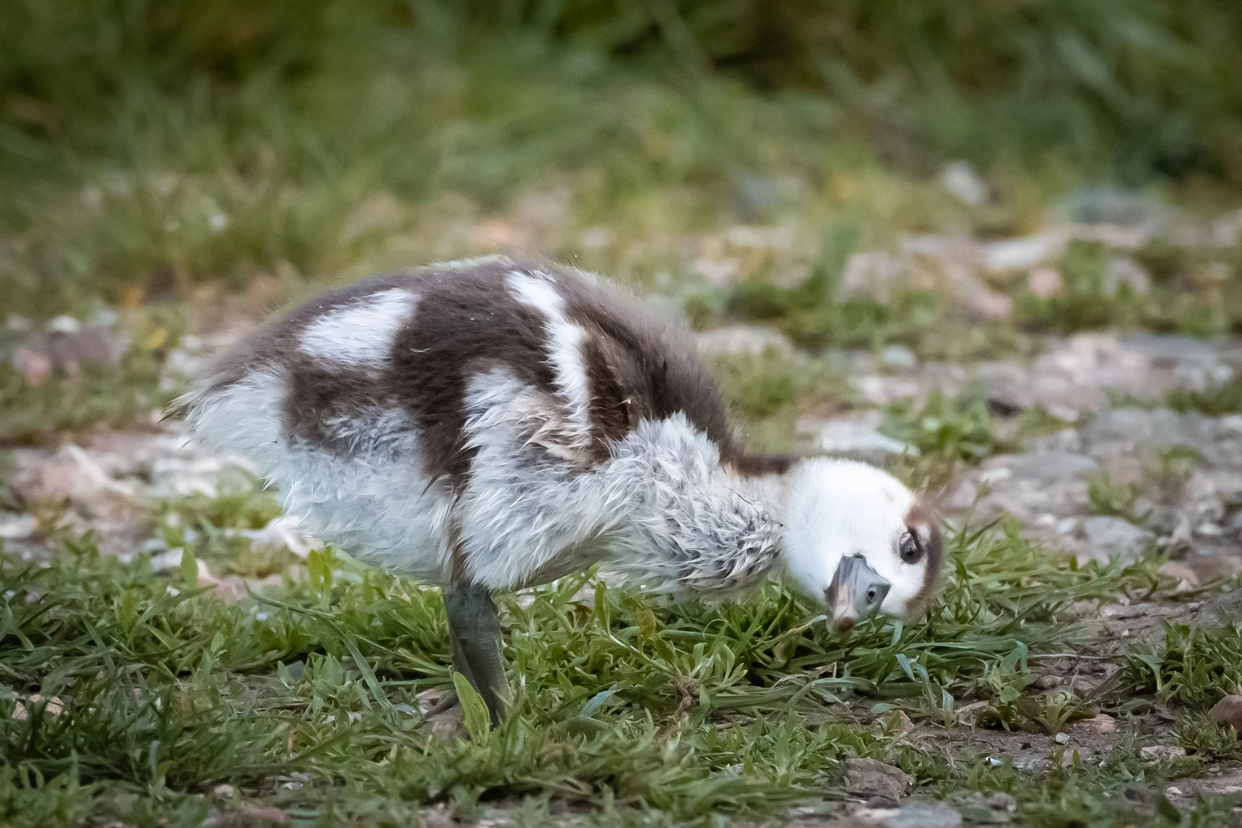 "Hello?" 
(Copyright 2025 © peterclaphamphotography)