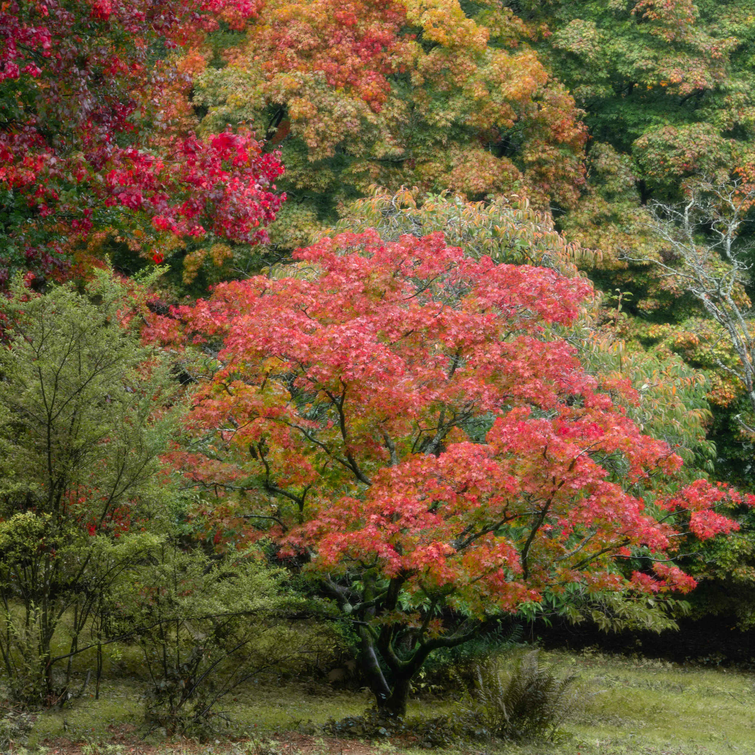 Autumn Colour 1, Winkworth. 
(Copyright 2021 © peterclaphamphotography)
