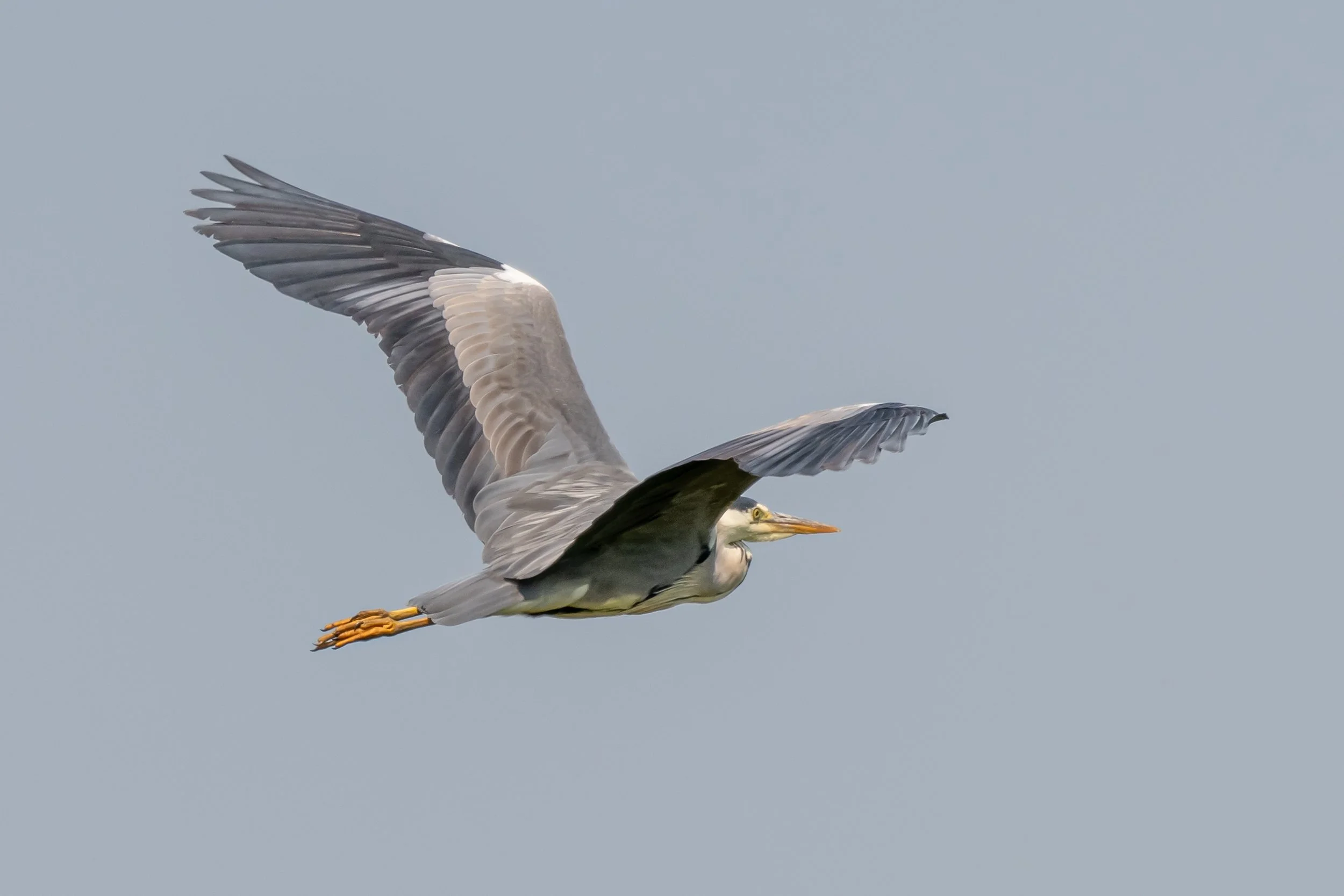 Grey Heron over the Isle of Sheppy 
(Copyright 2025 © peterclaphamphotography)