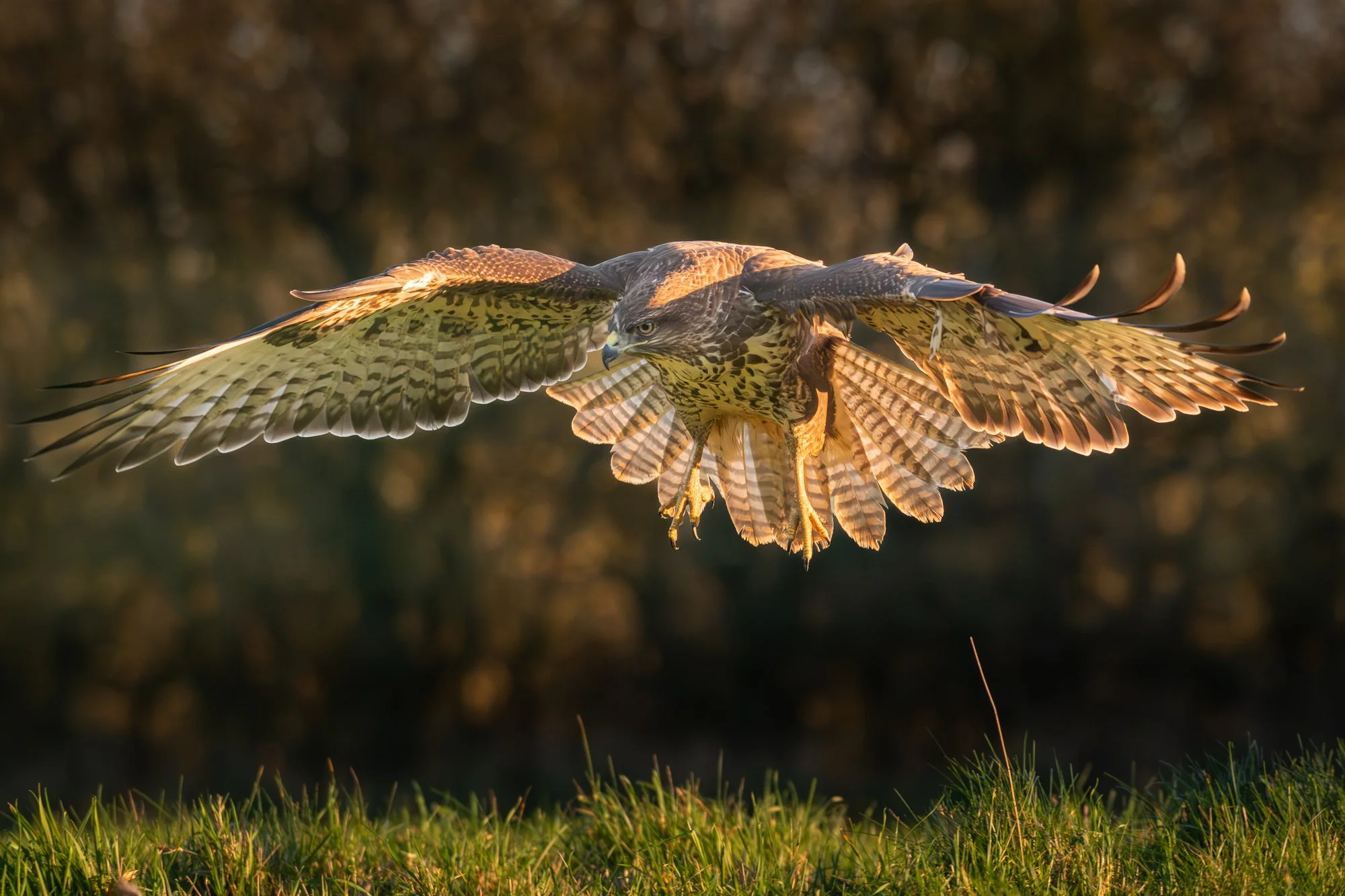 "Brakes On".. (Copyright 2025 © peterclaphamphotography)