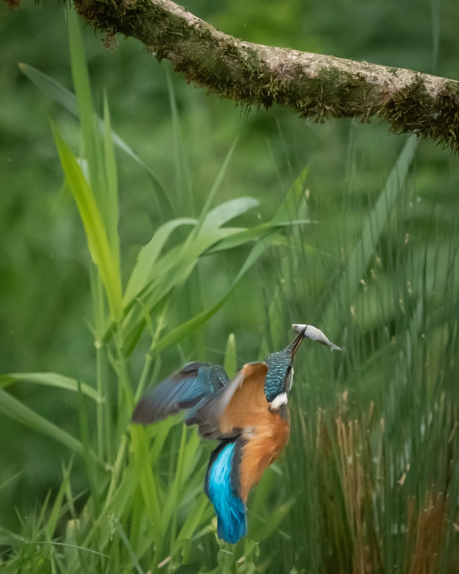 "Gotcha" (3). (Copyright 2024 © peterclaphamphotography)