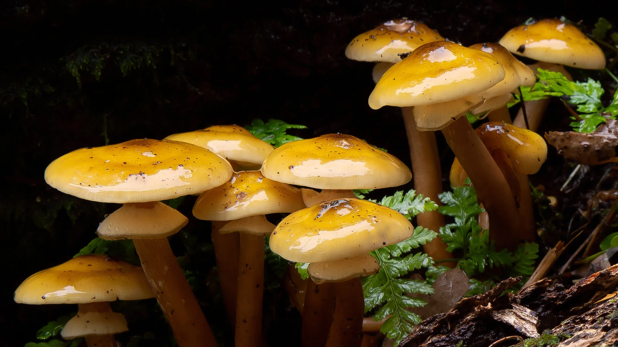 Wild Mushrooms, Winkworth. 
(Copyright 2020 © peterclaphamphotography)