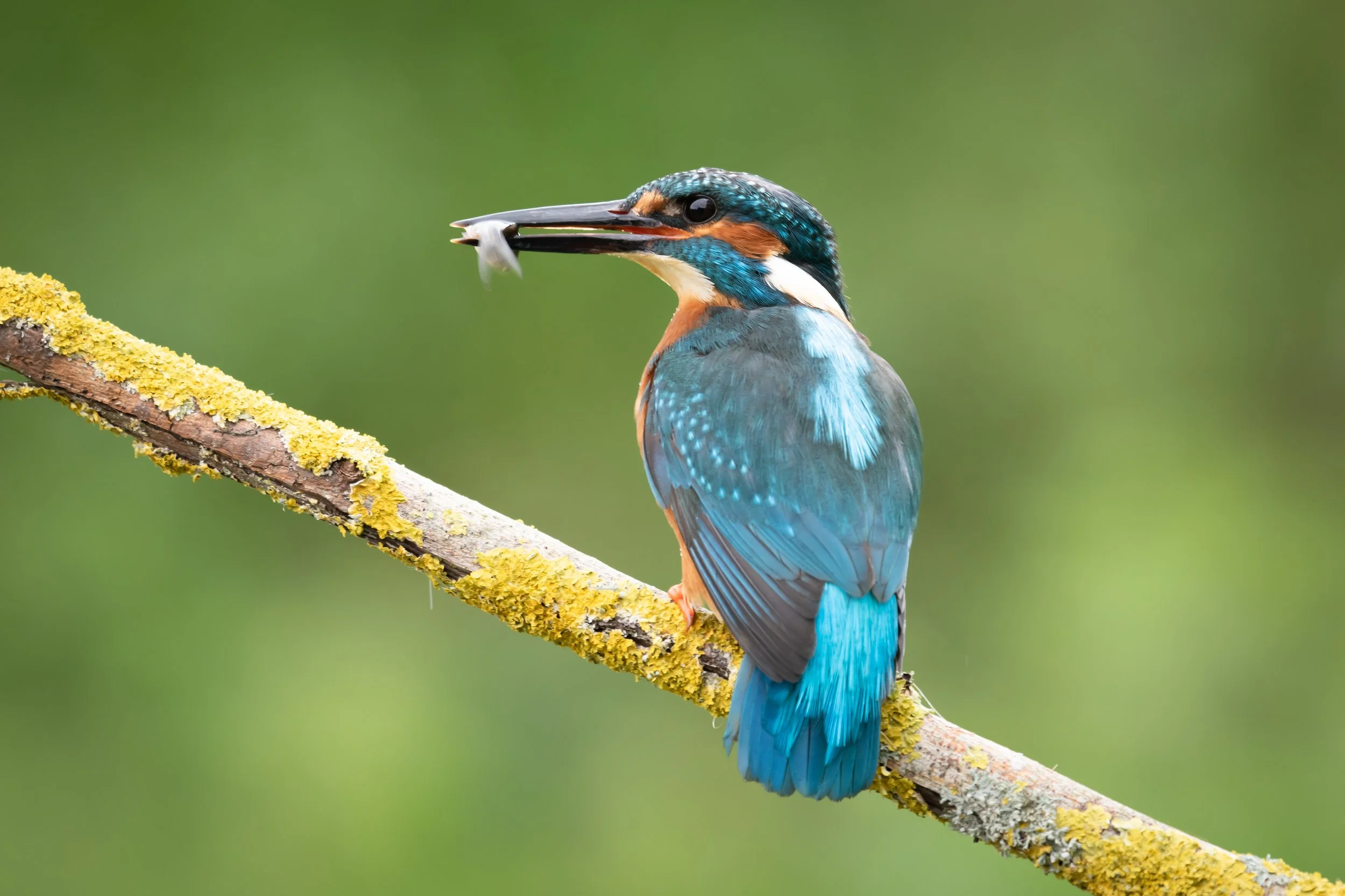 "Kingfisher with Lunch" (1). (Copyright 2024 © peterclaphamphotography)