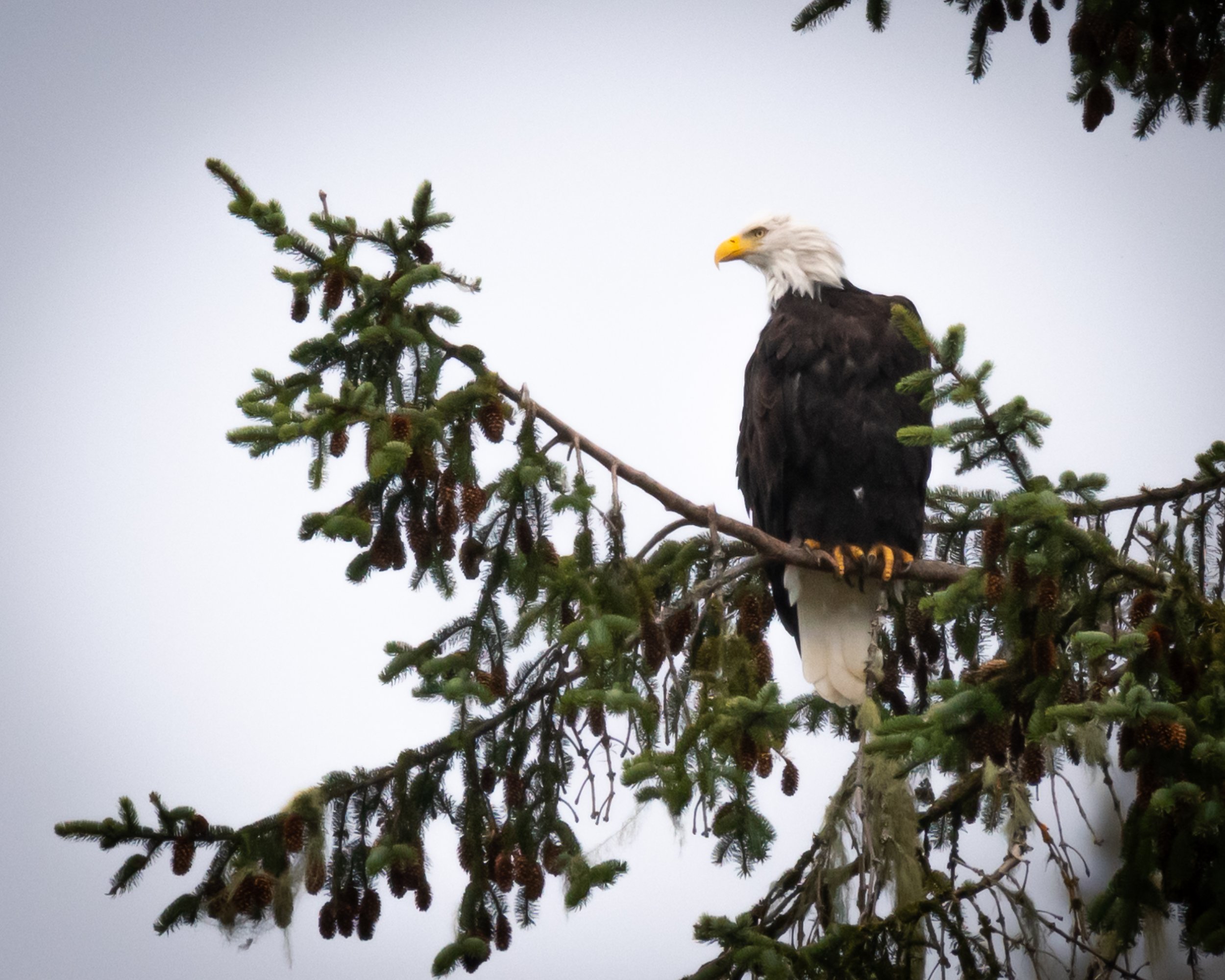 Bald Eagle, British Columbia, Canada. (Copyright 2024 © peterclaphamphotography)