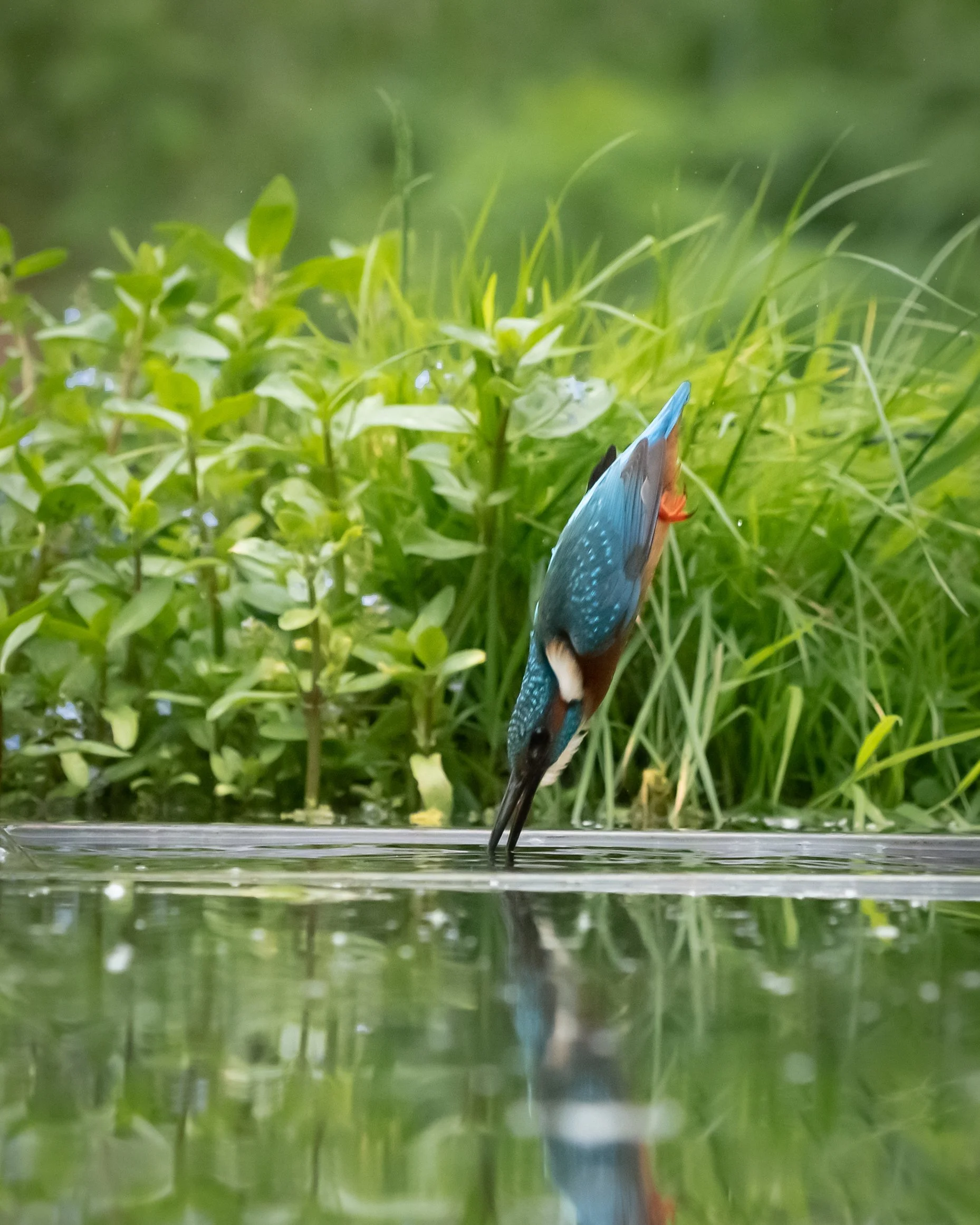 Kingfisher Diving (6). (Copyright 2024 © peterclaphamphotography)