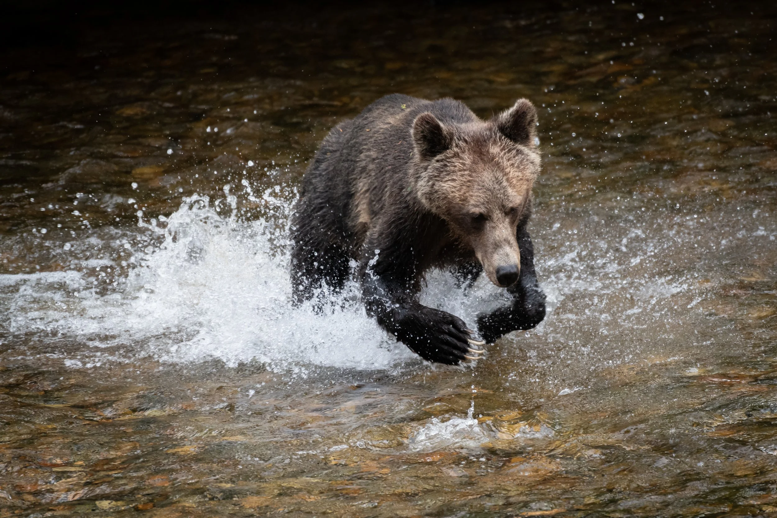Grizzly Bear Searching for Salmon (4), British Columbia, Canada. (Copyright 2024 © peterclaphamphotography)