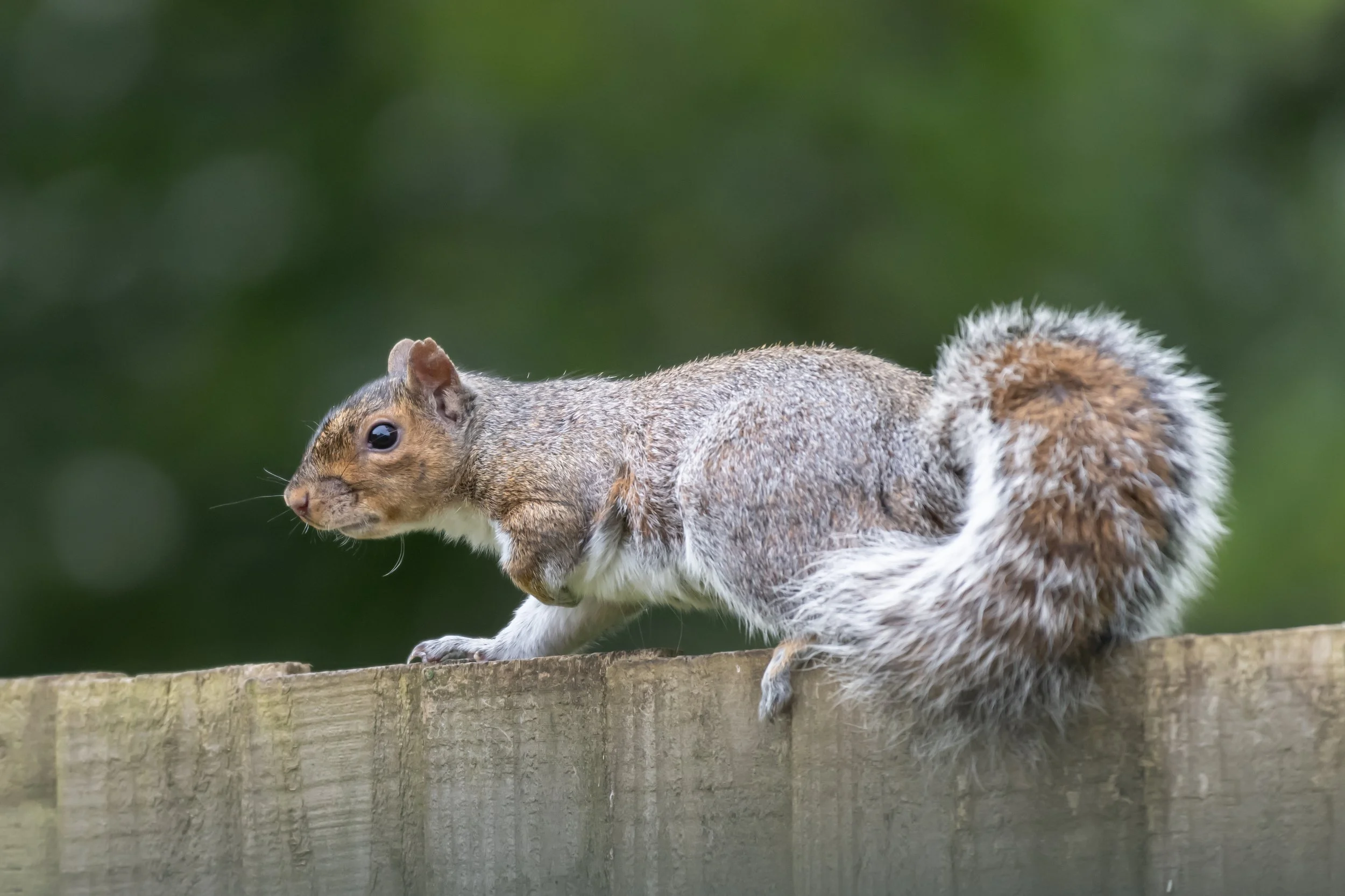 Grey Squirrel (1)
(Copyright 2025 © peterclaphamphotography)
