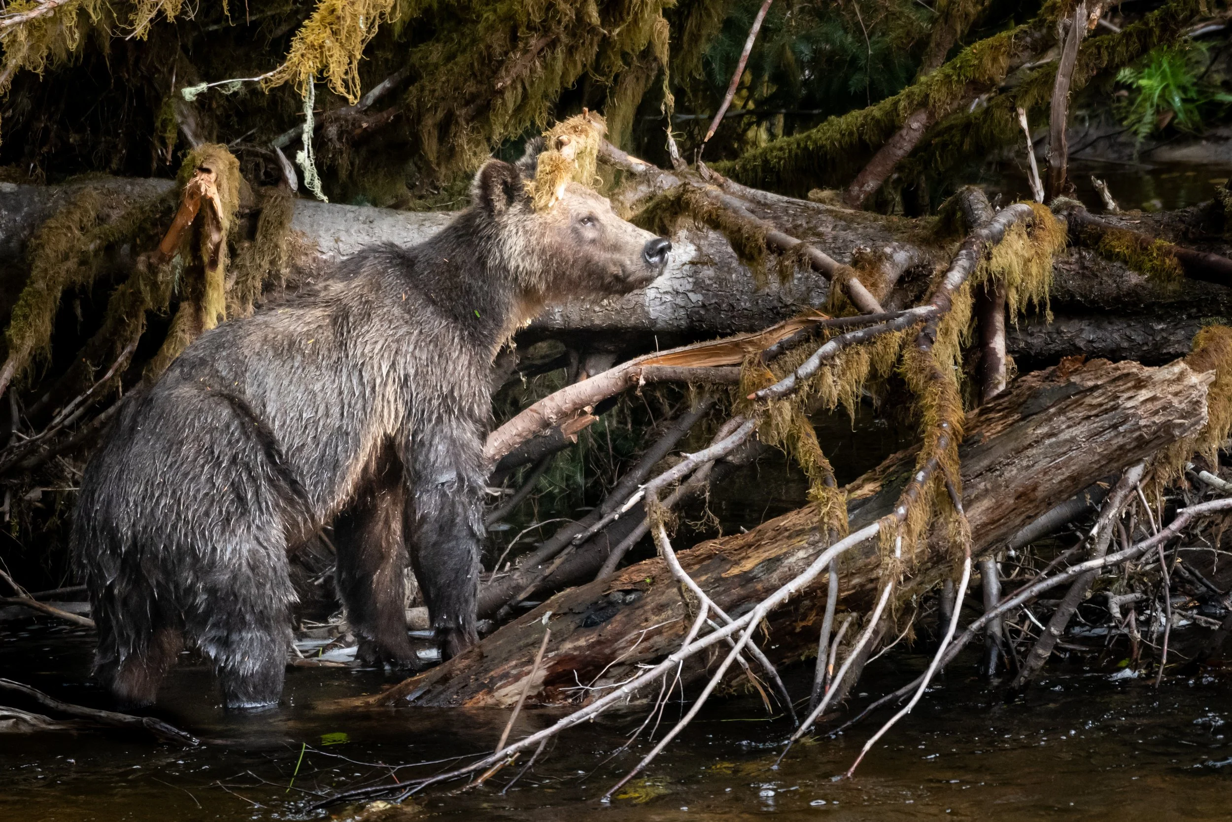 Grizzly looking for its cub. British Columbia, Canada. (Copyright 2024 © peterclaphamphotography)