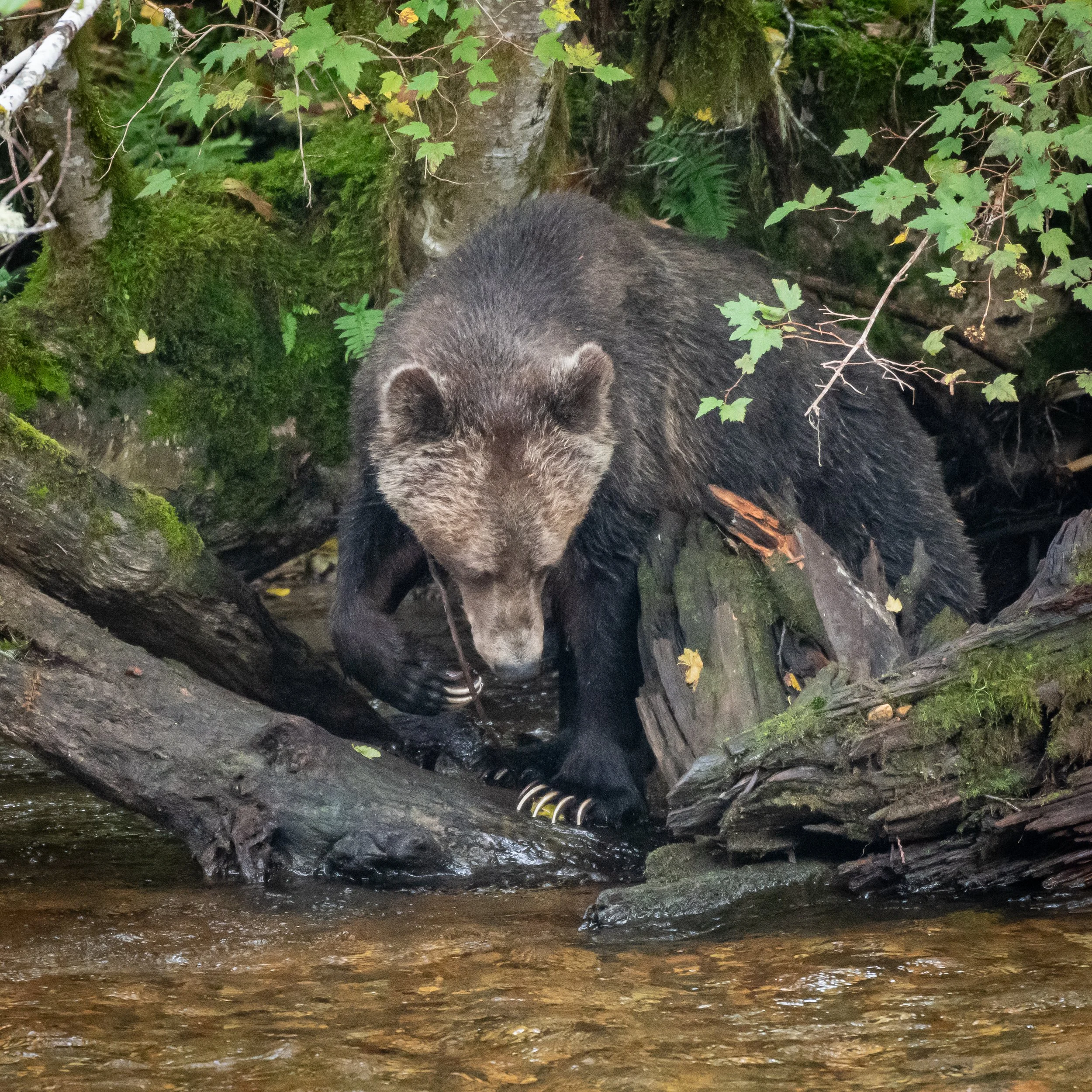 Grizzly Searching for Salmon (1), British Columbia, Canada. (Copyright 2024 © peterclaphamphotography)