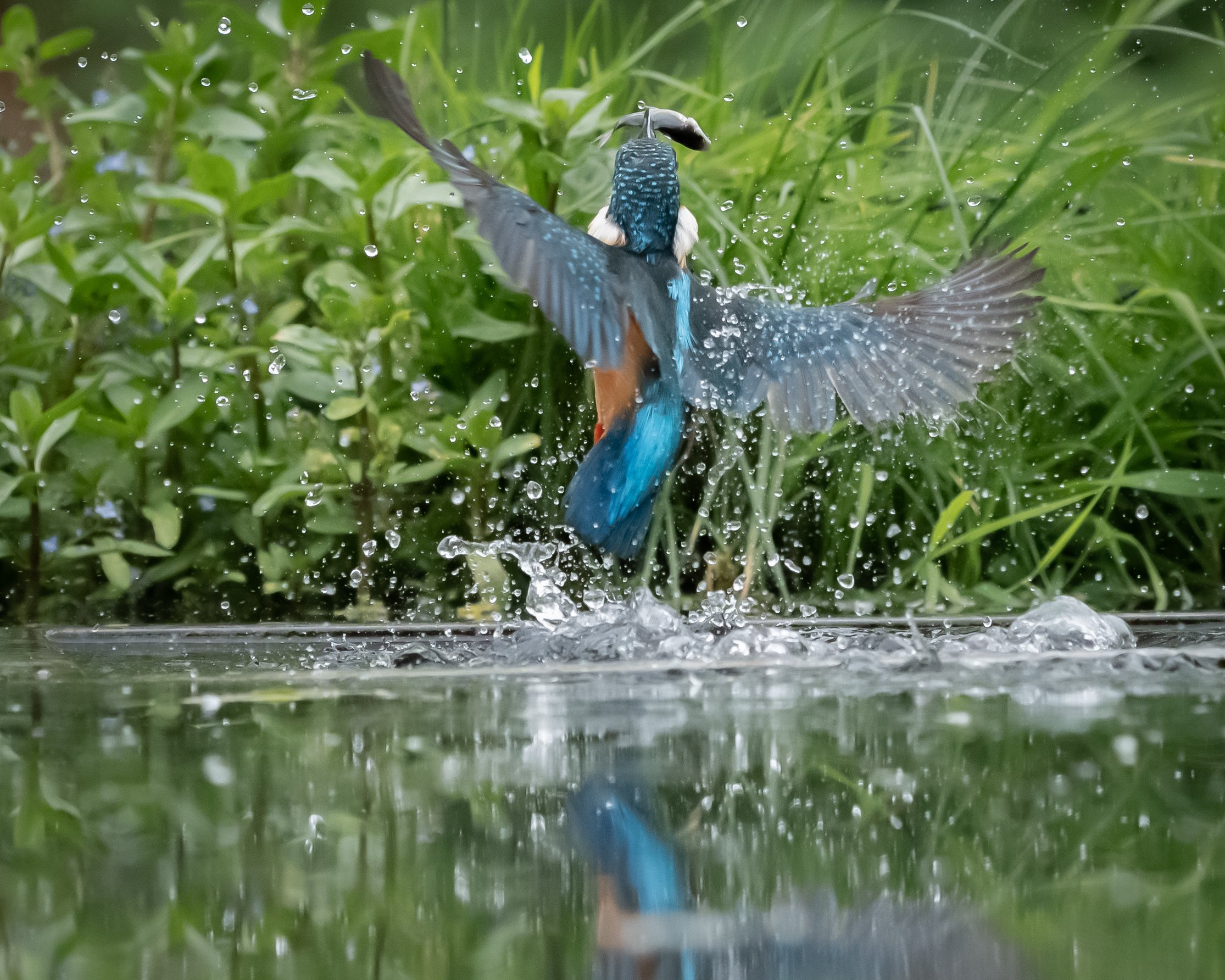 Kingfisher Diving (5). (Copyright 2024 © peterclaphamphotography)