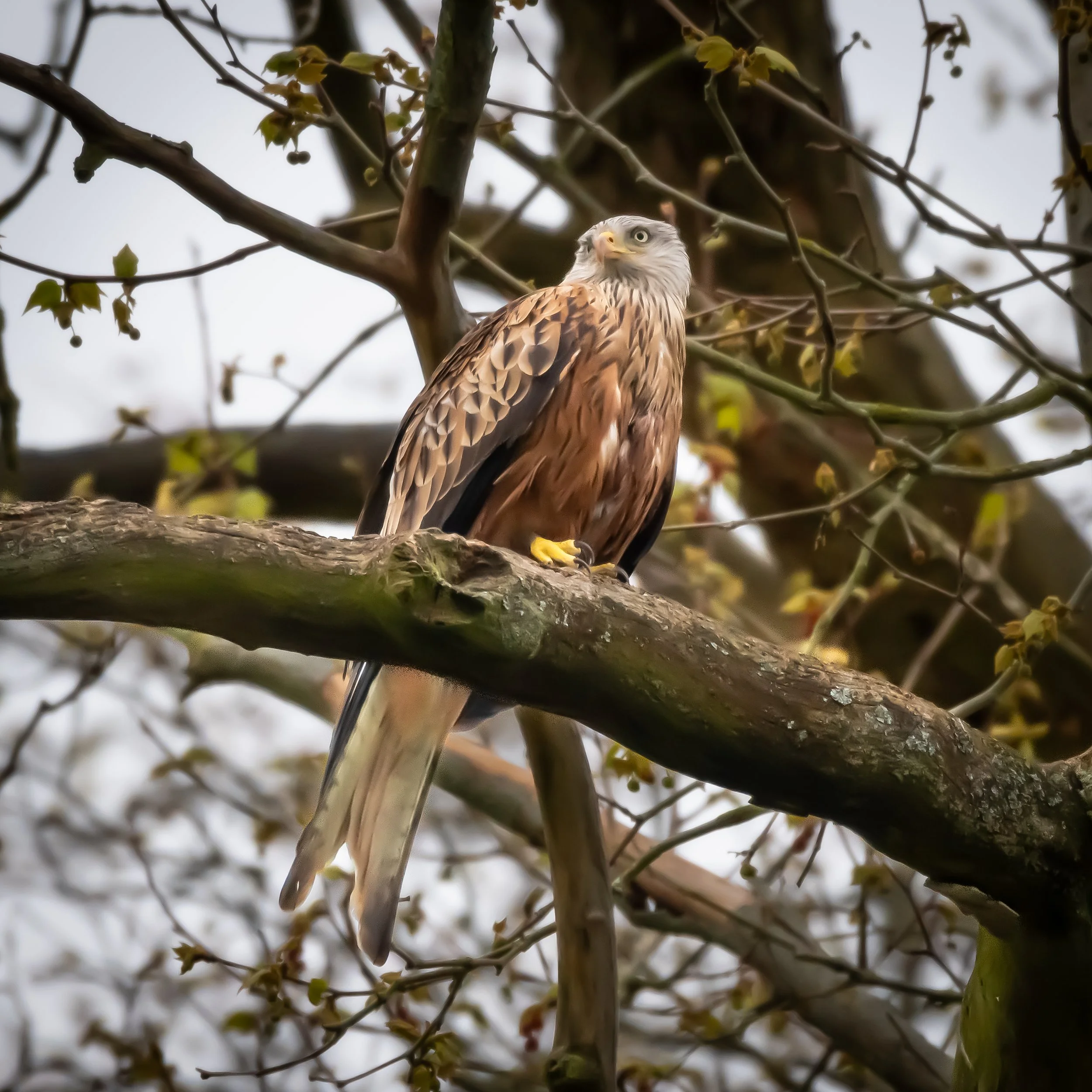  Red Kite Resting by the River Thames, UK. 
(Copyright 2025 © peterclaphamphotography)