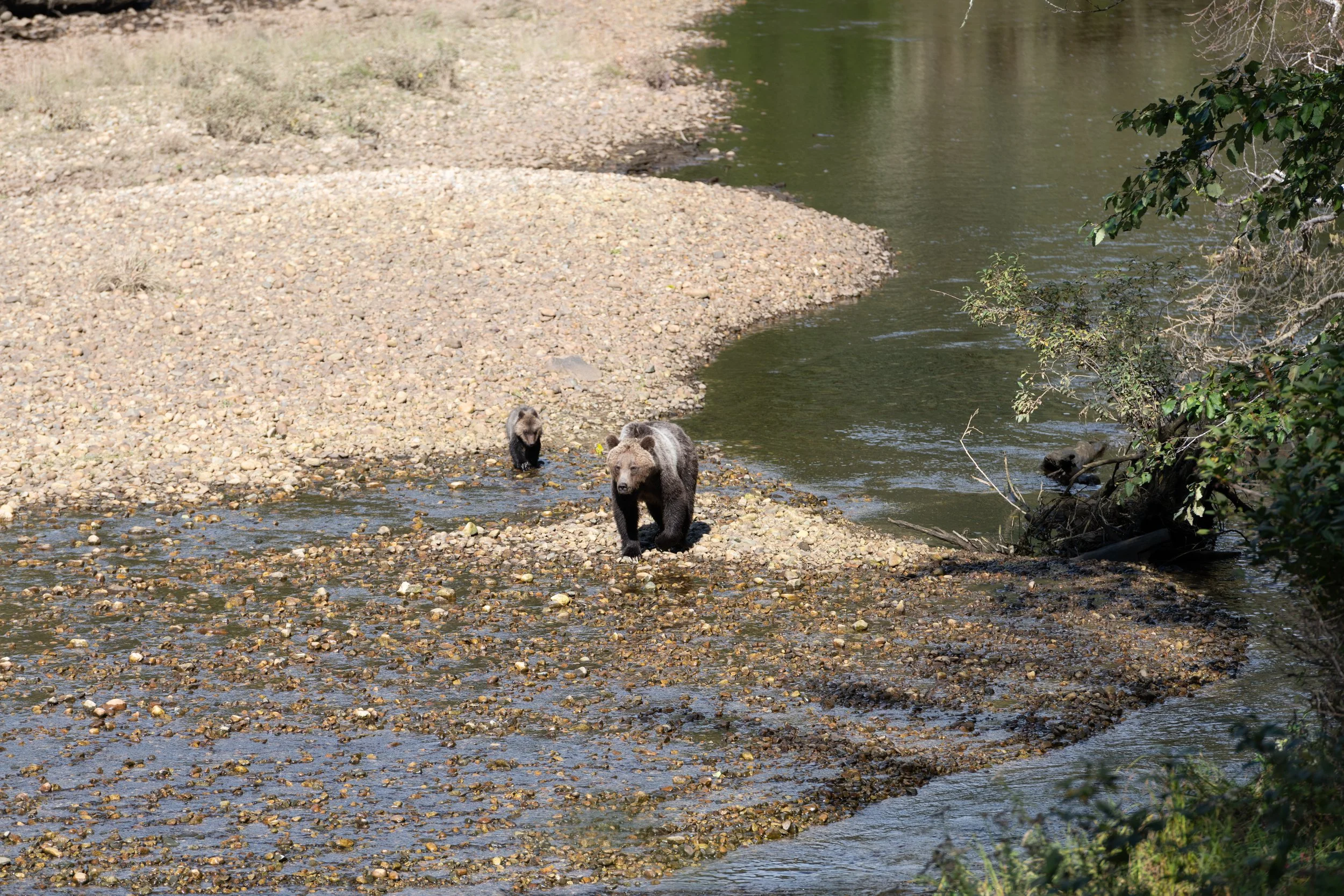 "Mom and Cub on the move!" (1)  British Columbia, Canada. (Copyright 2024 © peterclaphamphotography)
