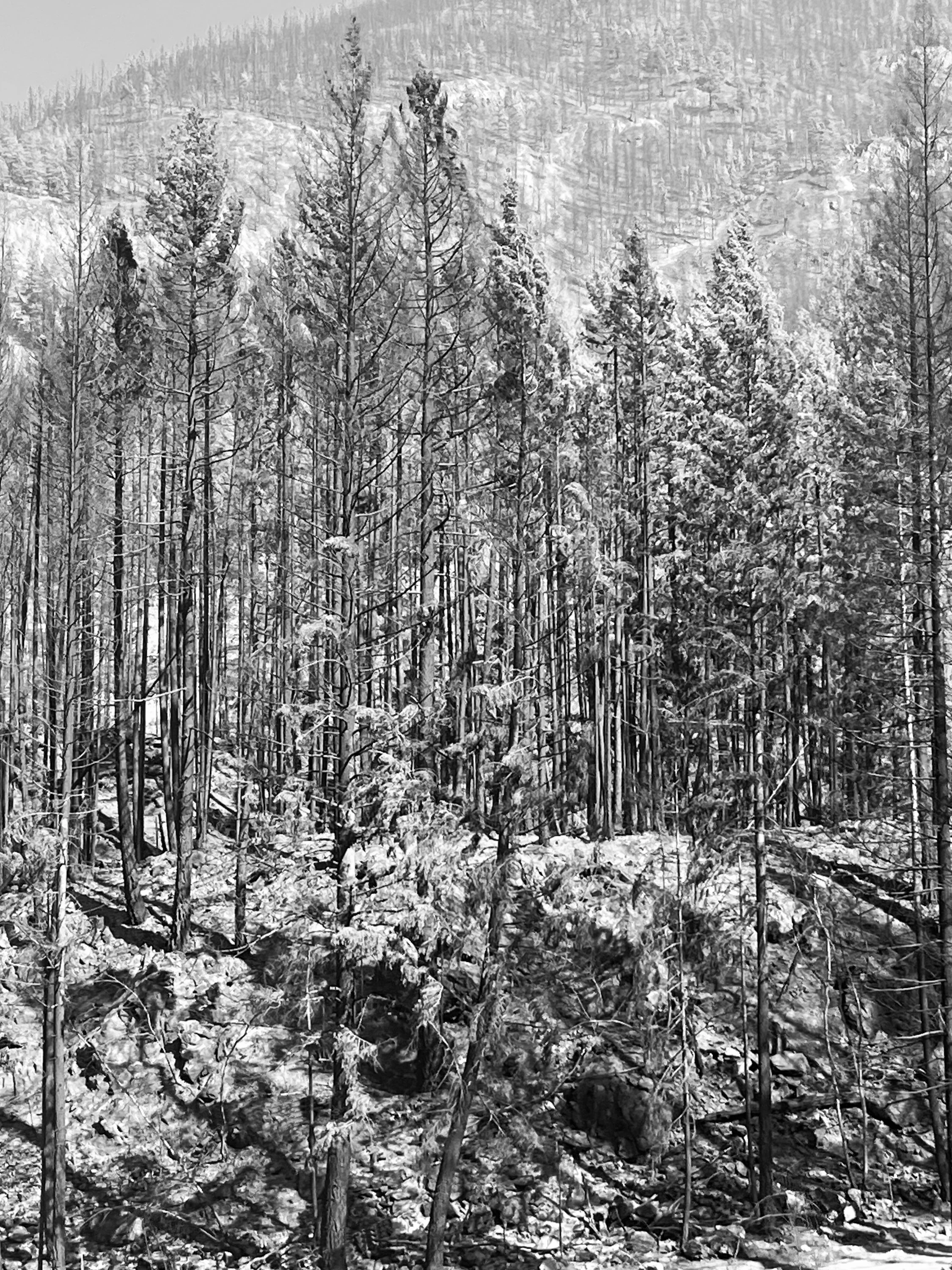 "Fire Aftermath" BC. (Copyright 2024 © peterclaphamphotography)