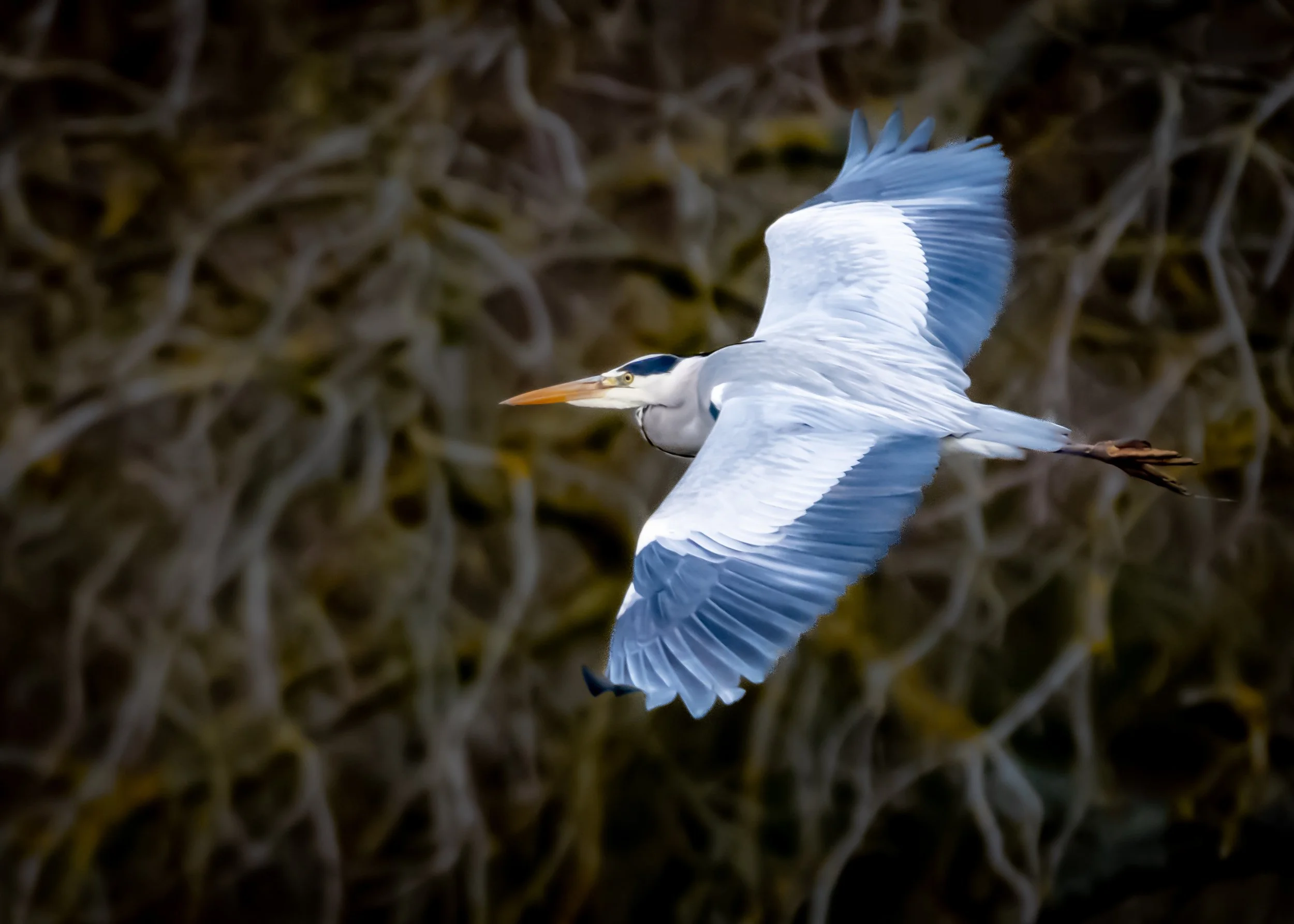 "Come fly with me!" Thames, Berkshire. UK. (Copyright 2024 © peterclaphamphotography)