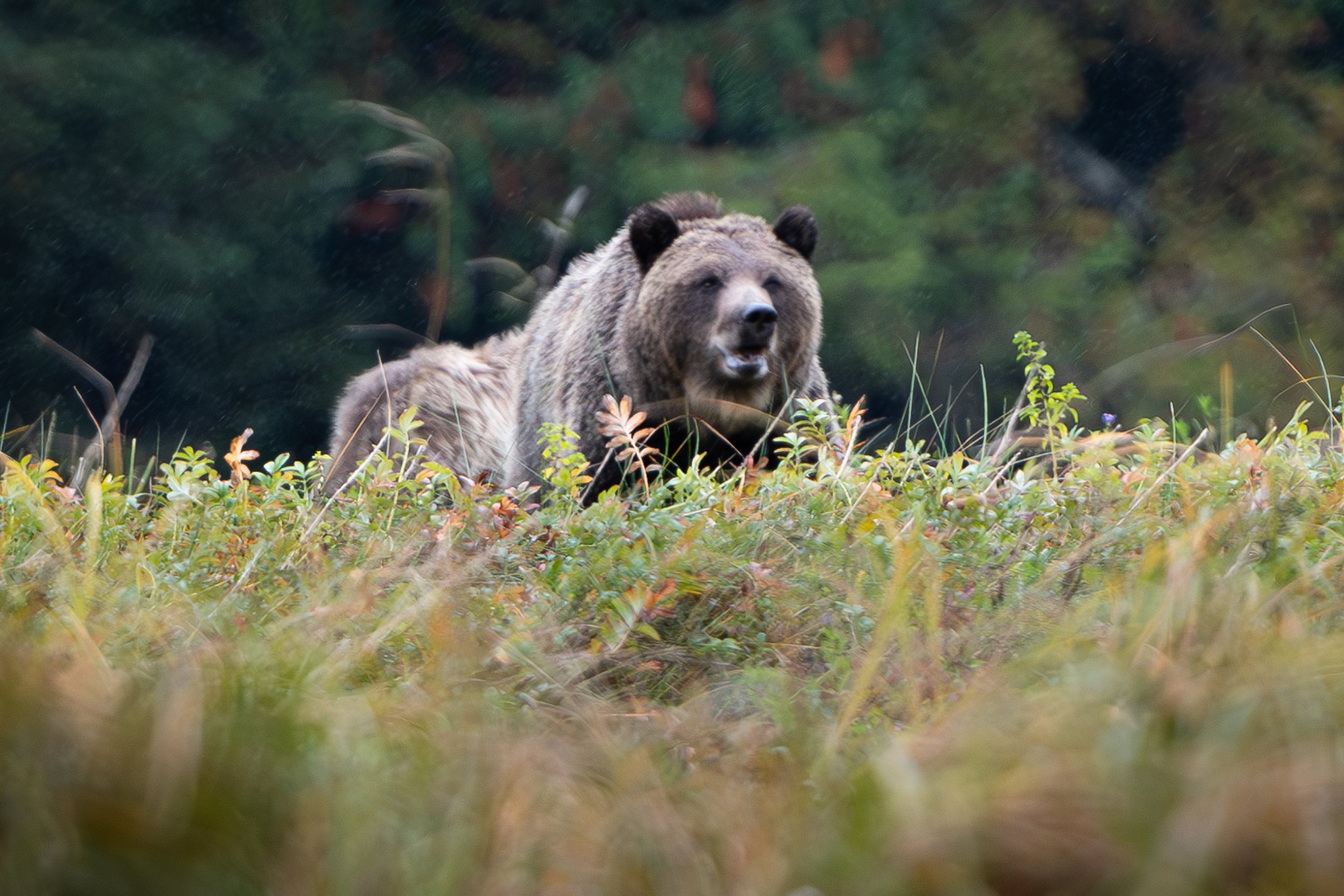 Grizzly Bear (2),  British Columbia, Canada. (Copyright 2024 © peterclaphamphotography)