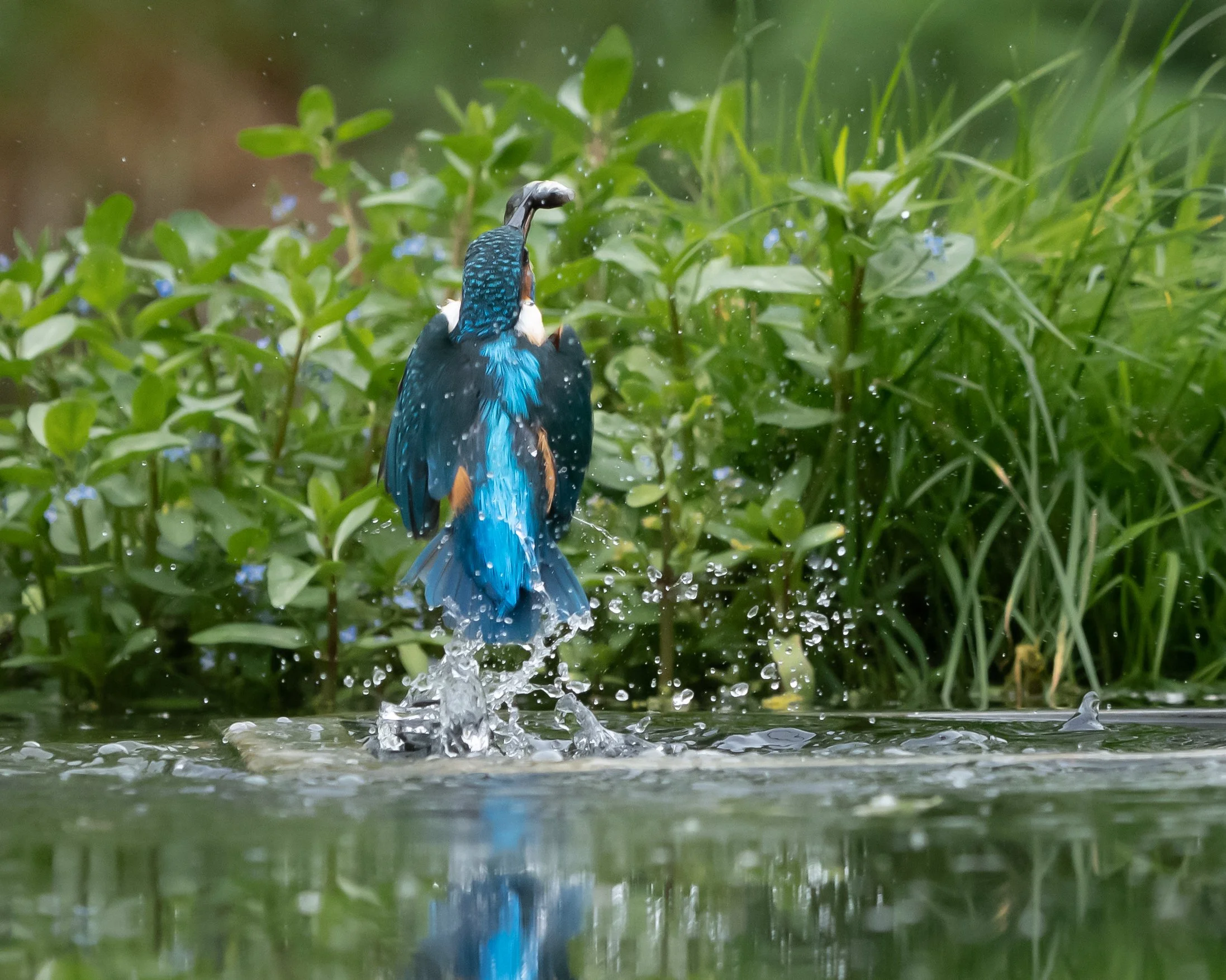Kingfisher Diving (8). (Copyright 2024 © peterclaphamphotography)