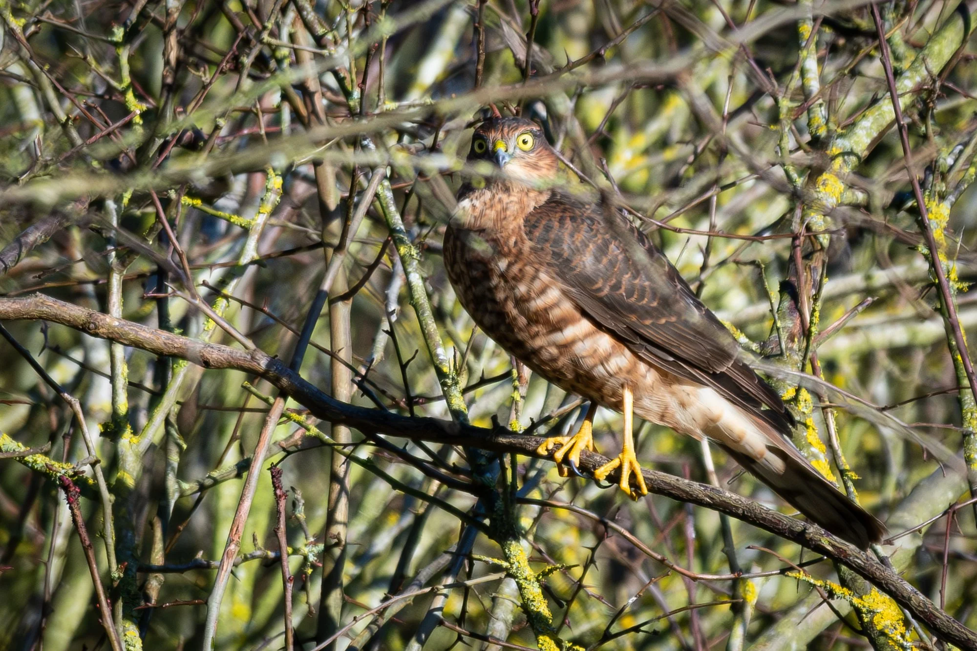 "Can you see me?" (Copyright 2025 © peterclaphamphotography)
