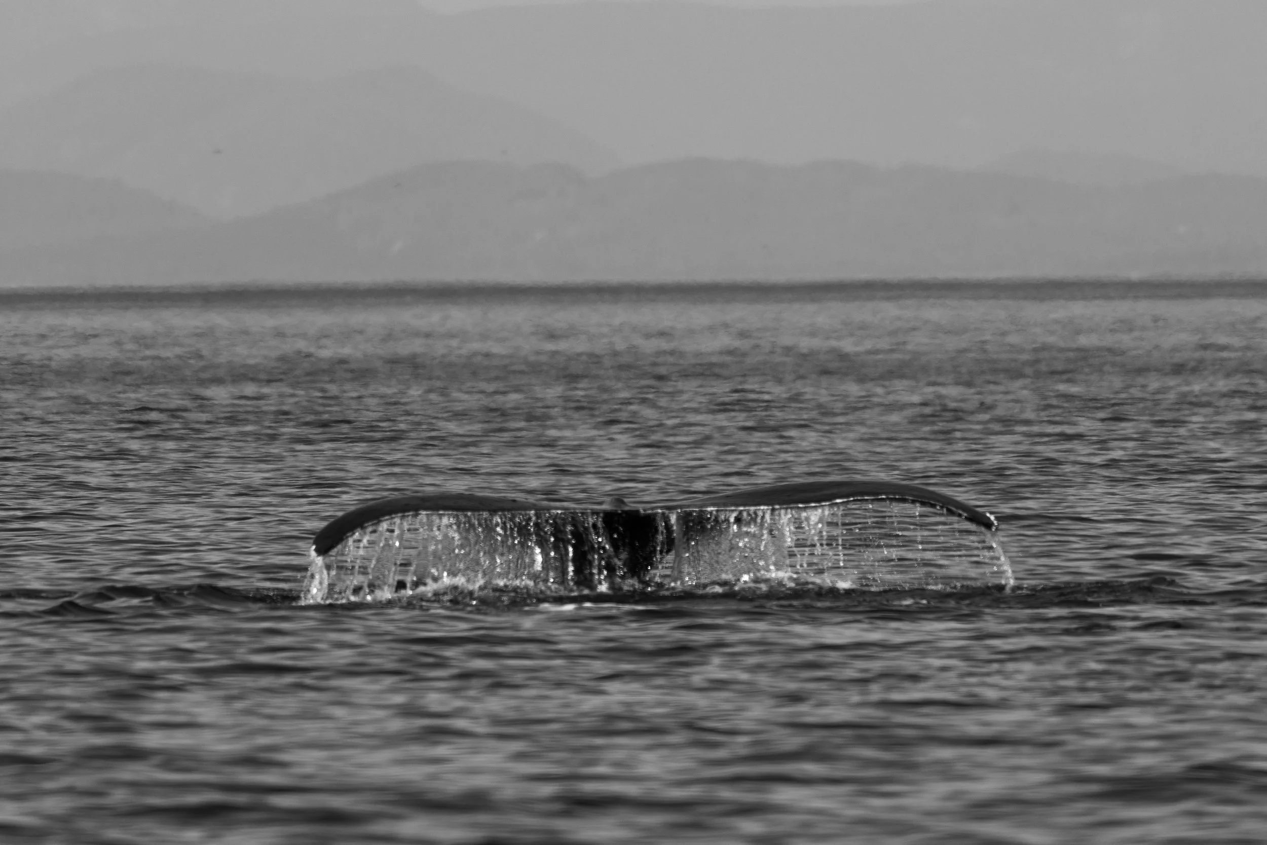 Humpback Whale, British Columbia, Canada. (Copyright 2024 © peterclaphamphotography)