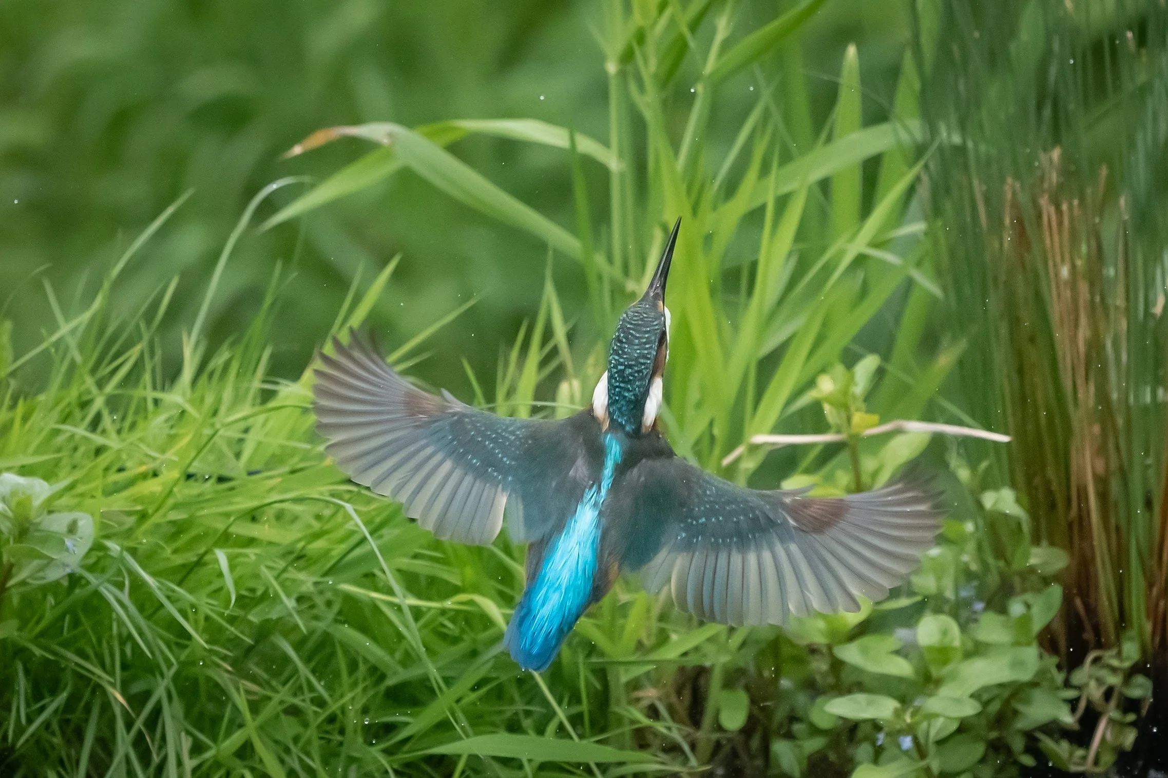"Kingfisher in flight" (3). (Copyright 2024 © peterclaphamphotography)