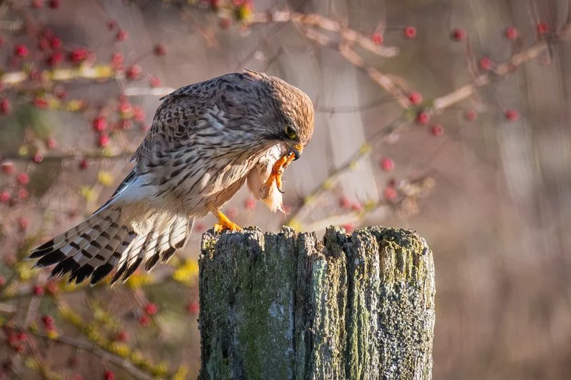 Kestrel having a pedicure (Copyright 2025 © peterclaphamphotography)