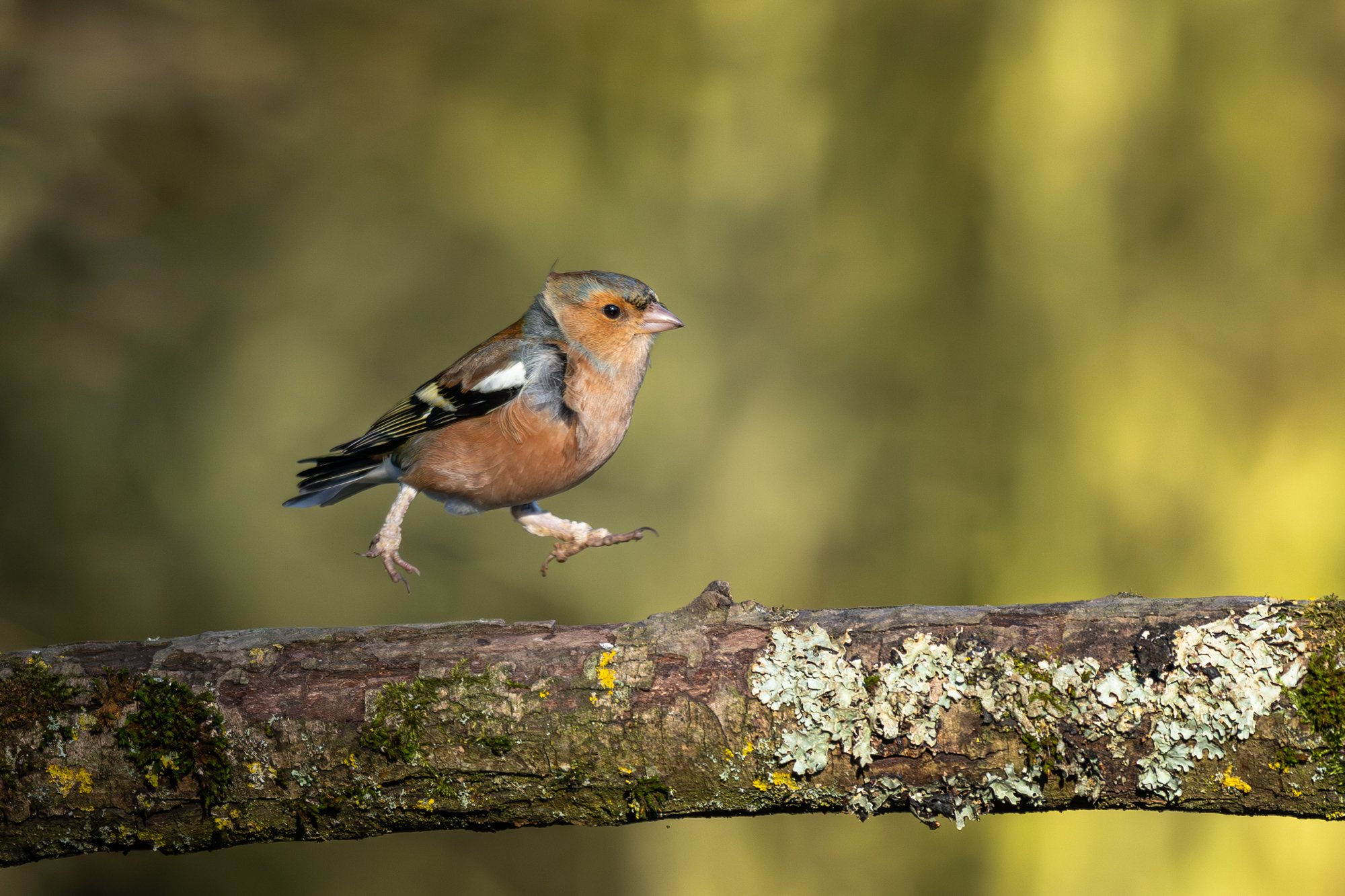 "Oh Happy Days" (Copyright 2025 © peterclaphamphotography)