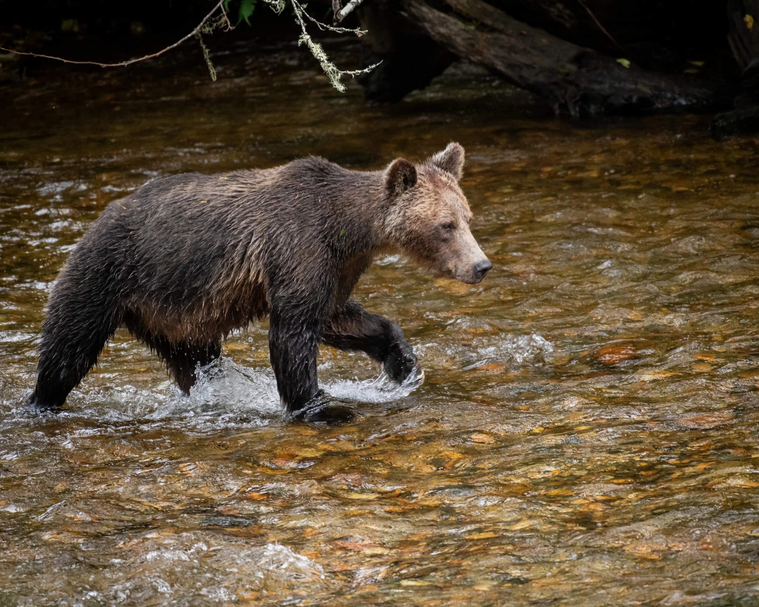 Grizzly Searching for Salmon (2), British Columbia, Canada. (Copyright 2024 © peterclaphamphotography)