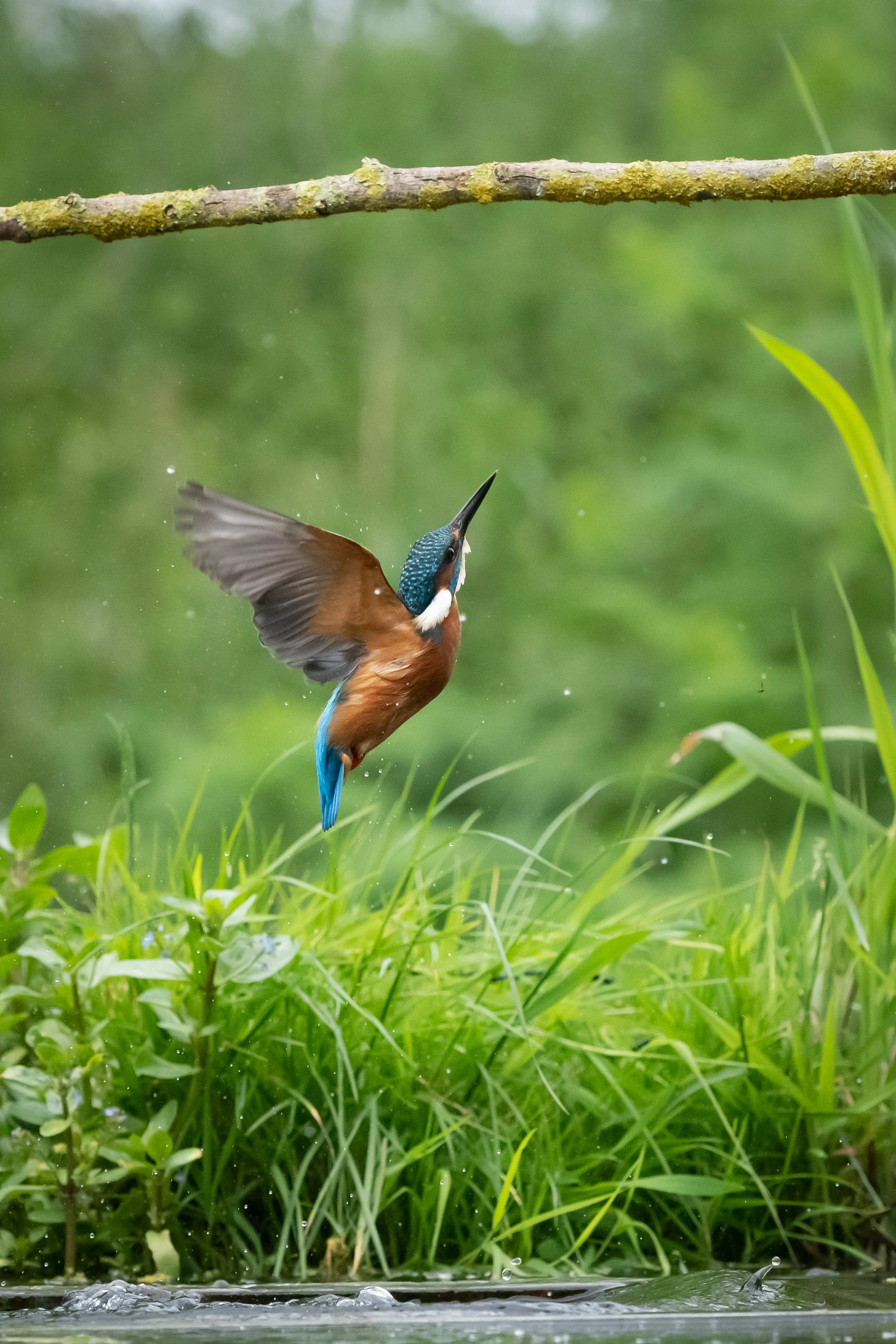 Kingfisher Diving (7). (Copyright 2024 © peterclaphamphotography)