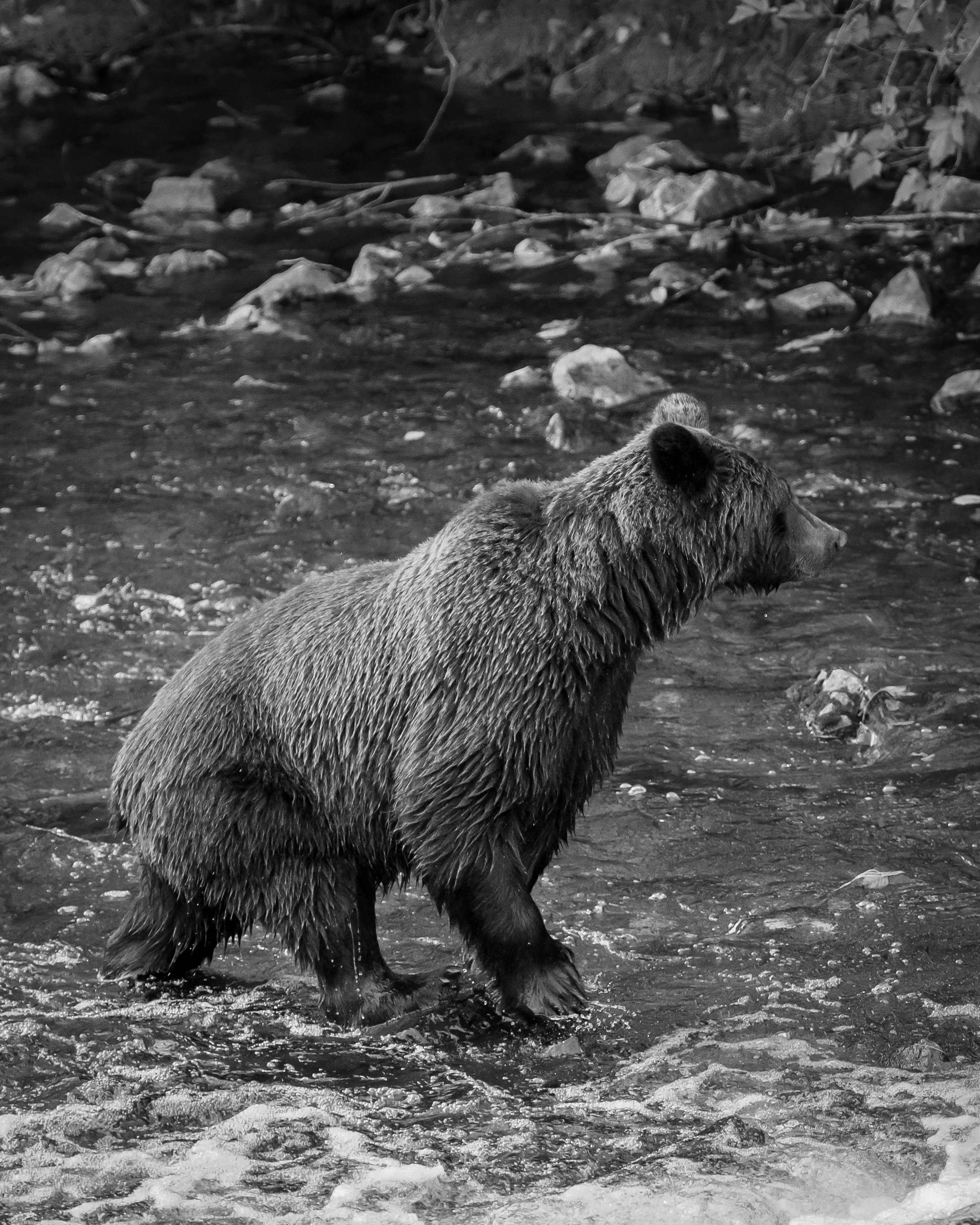 Grizzly Searching for Salmon (2), British Columbia, Canada. (Copyright 2024 © peterclaphamphotography)