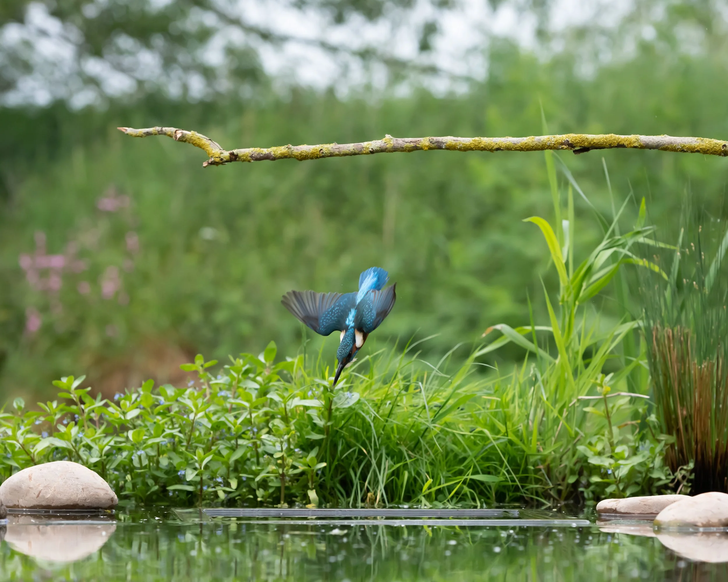 Kingfisher Diving (9). (Copyright 2024 © peterclaphamphotography)