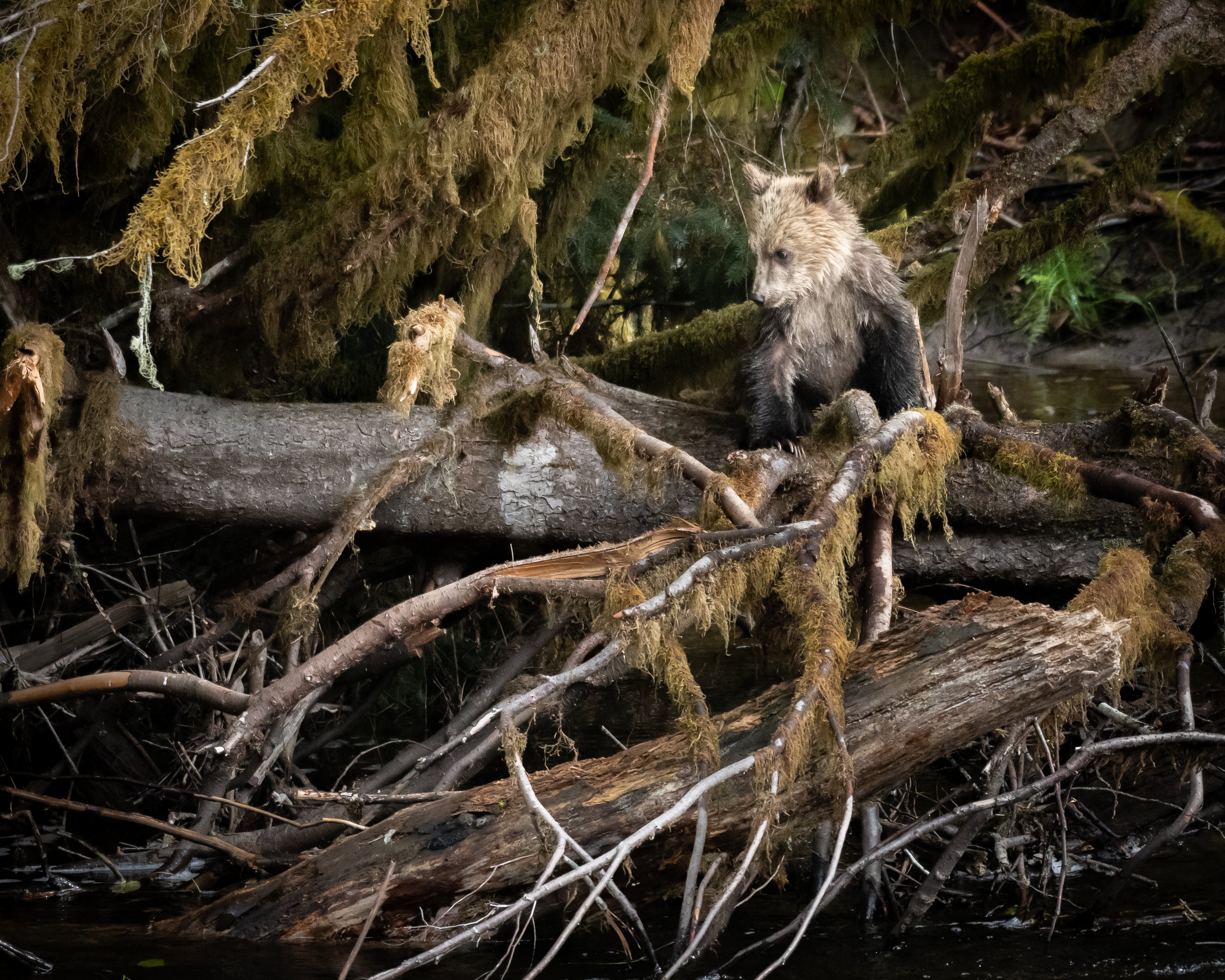 Grizzly Cub (2),  British Columbia, Canada. (Copyright 2024 © peterclaphamphotography)