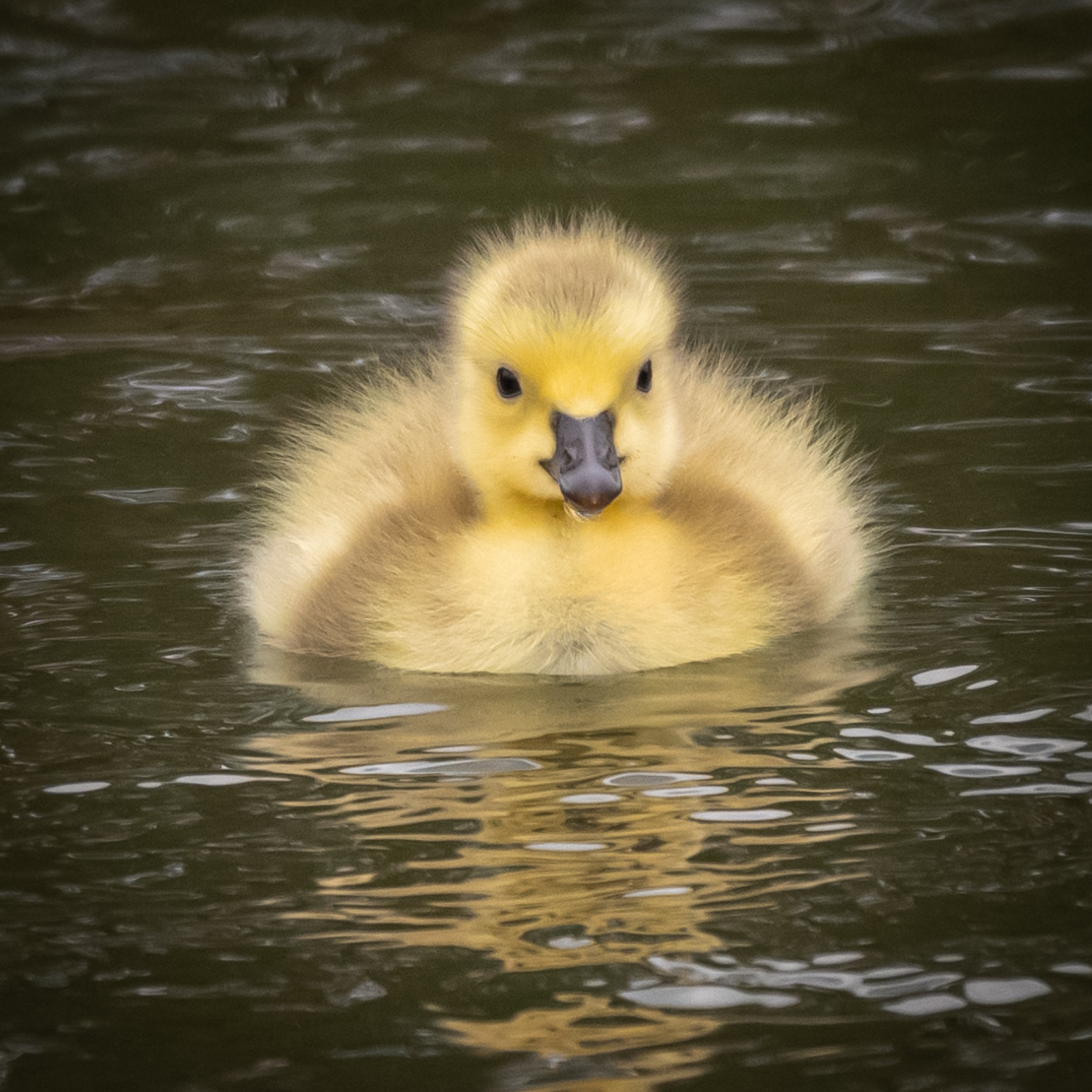 "Fluffy the Gosling"
(Copyright 2025 © peterclaphamphotography)