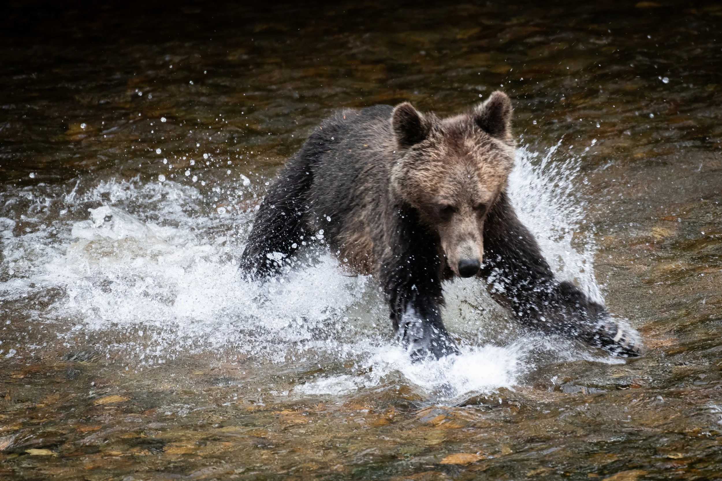 Grizzly Bear (1), British Columbia, Canada. (Copyright 2024 © peterclaphamphotography)