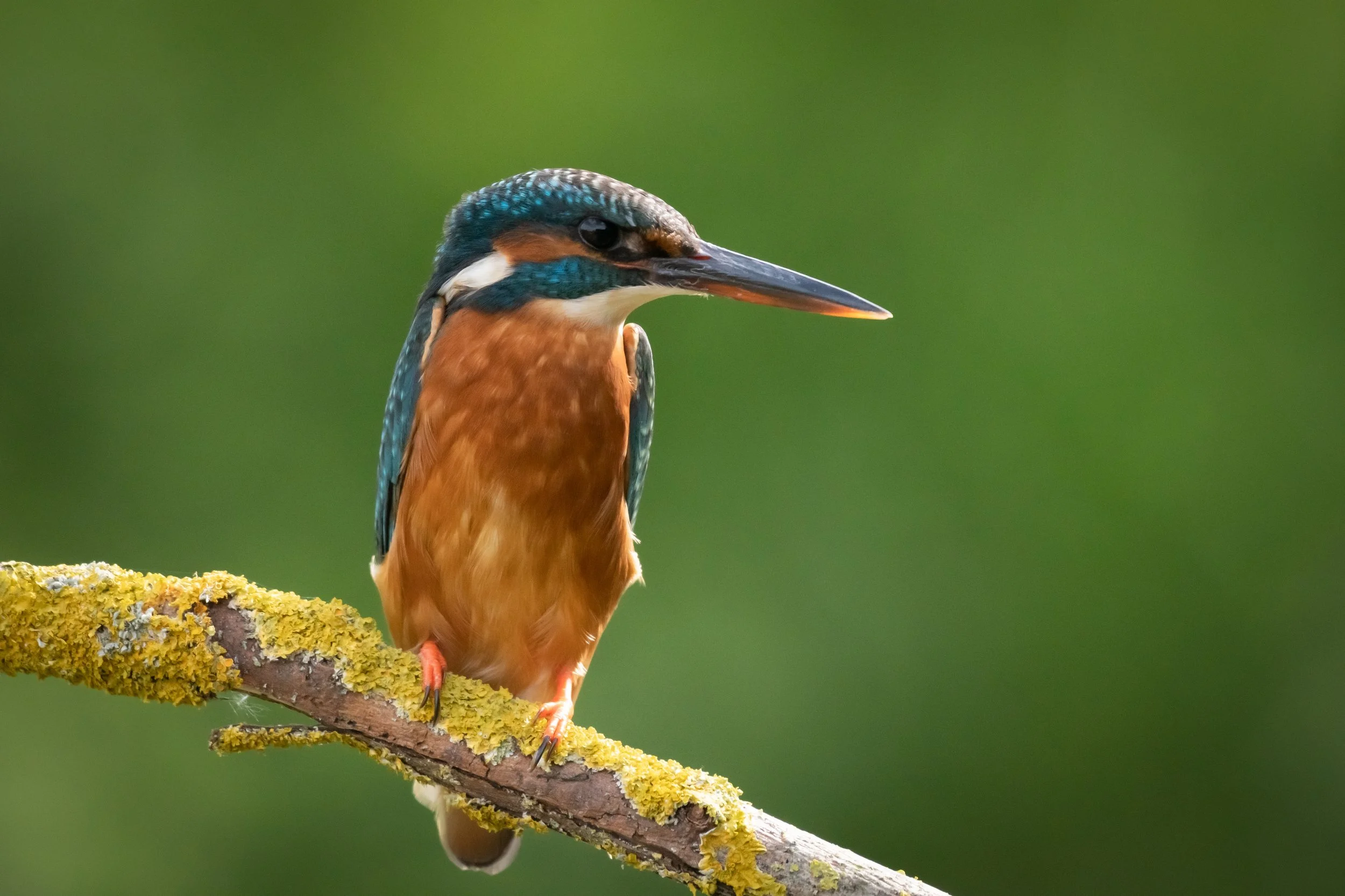 Kingfisher Perch (1). (Copyright 2024 © peterclaphamphotography)