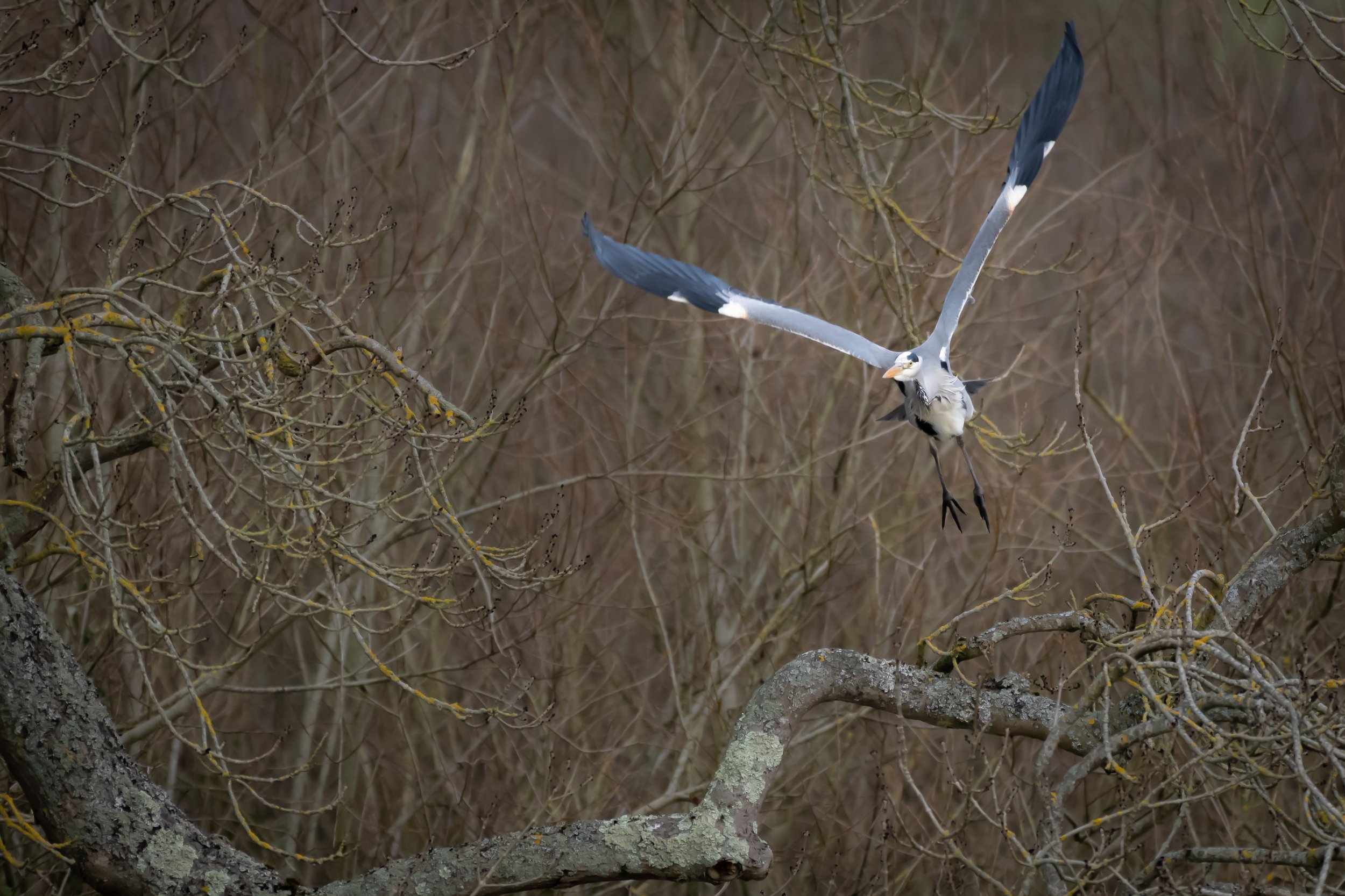 "Let's go!" Thames, Berkshire. UK. (Copyright 2024 © peterclaphamphotography)