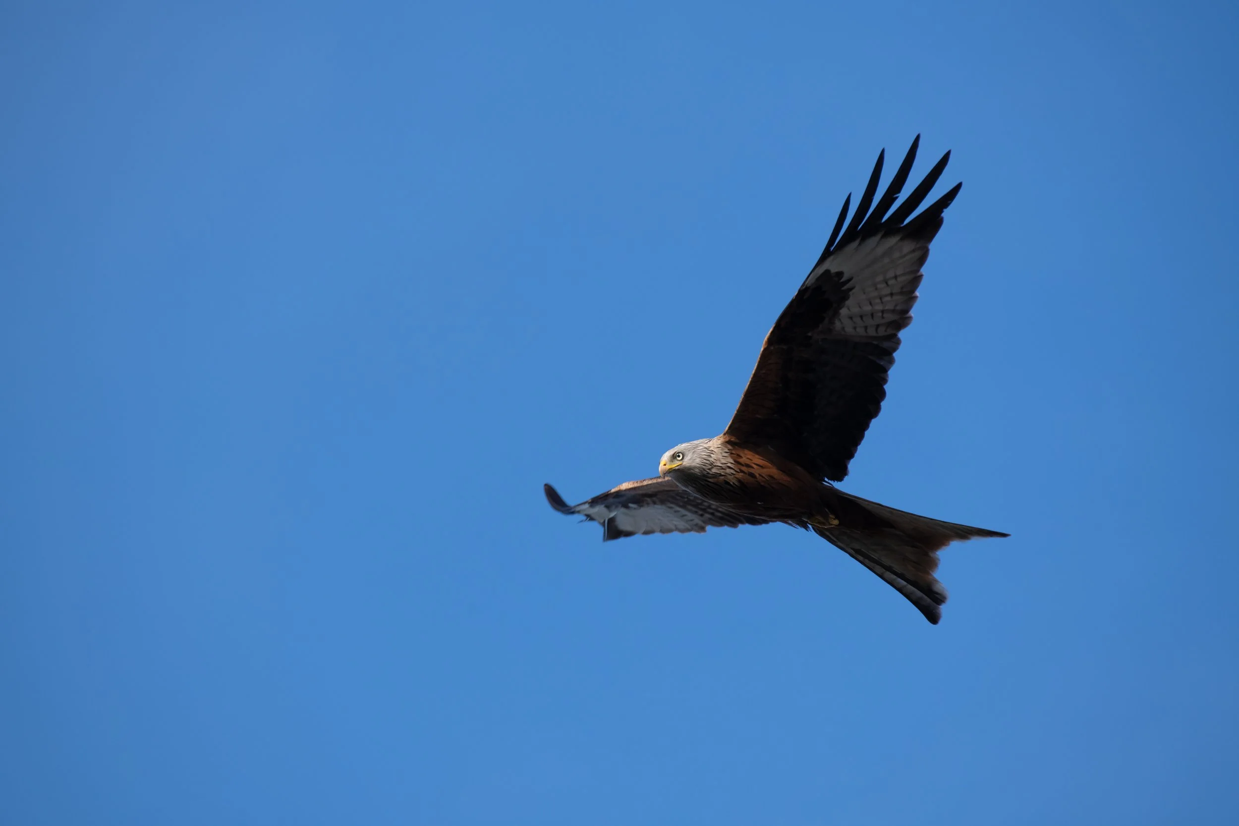 Red Kite (5) 
(Copyright 2024 © peterclaphamphotography)