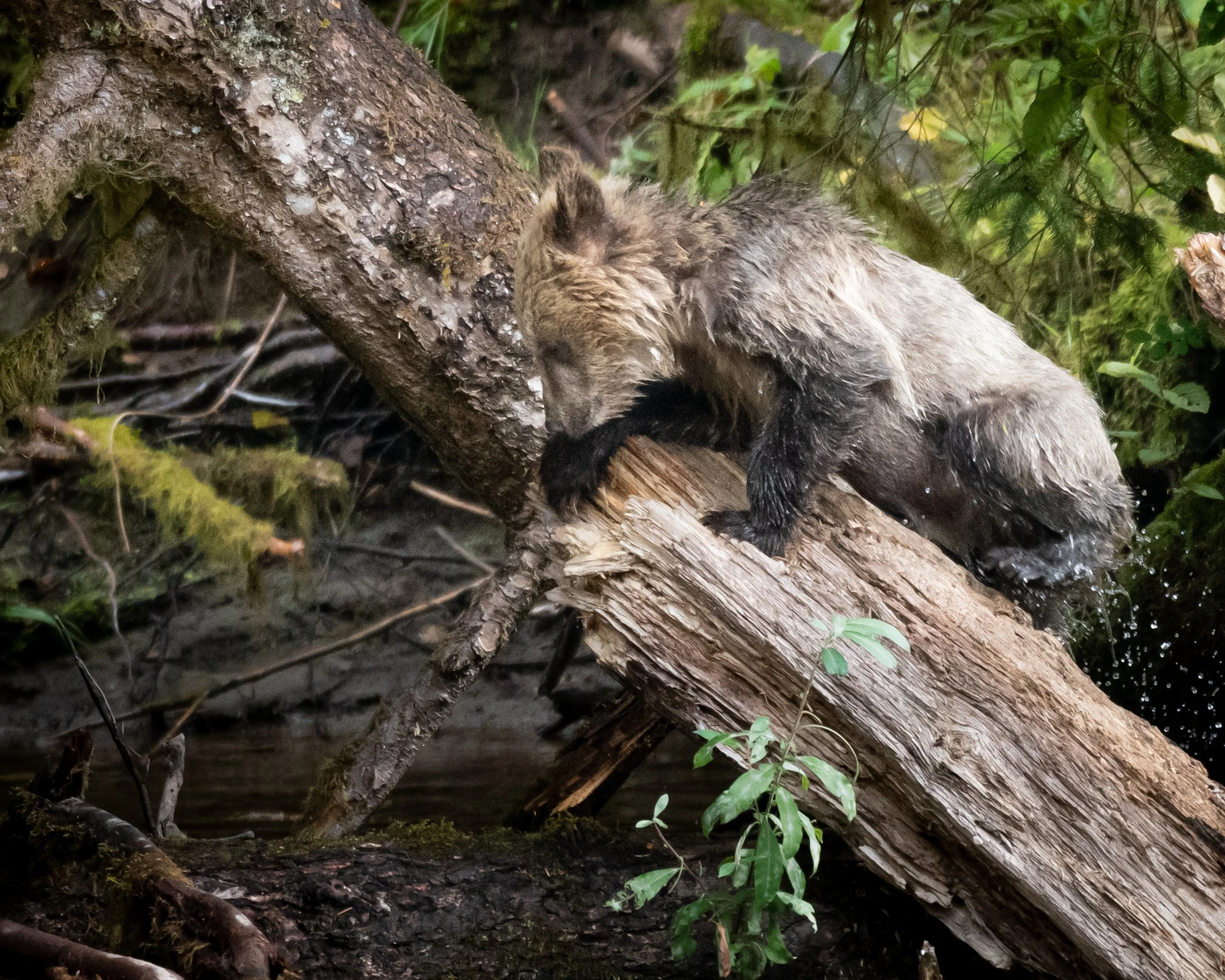 Grizzly Cub (1),  British Columbia, Canada. (Copyright 2024 © peterclaphamphotography)
