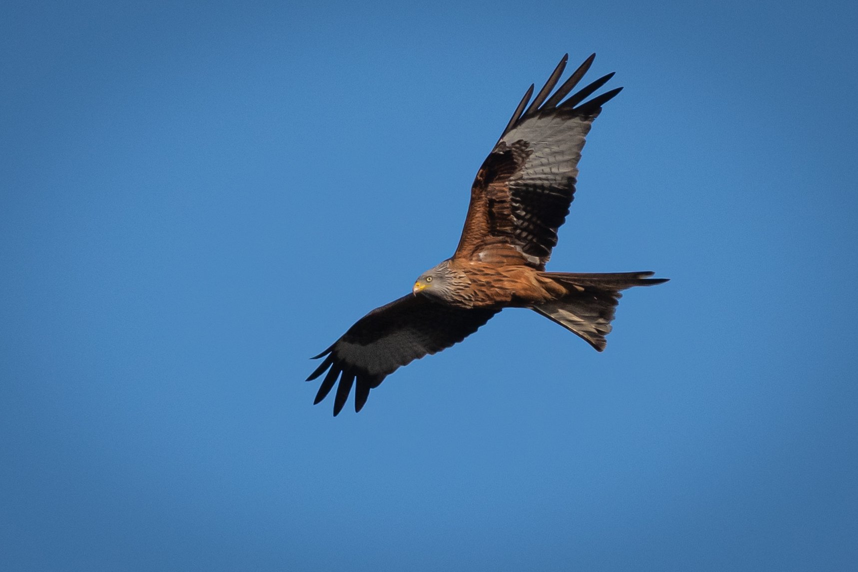 Red Kite (1) 
(Copyright 2024 © peterclaphamphotography)
